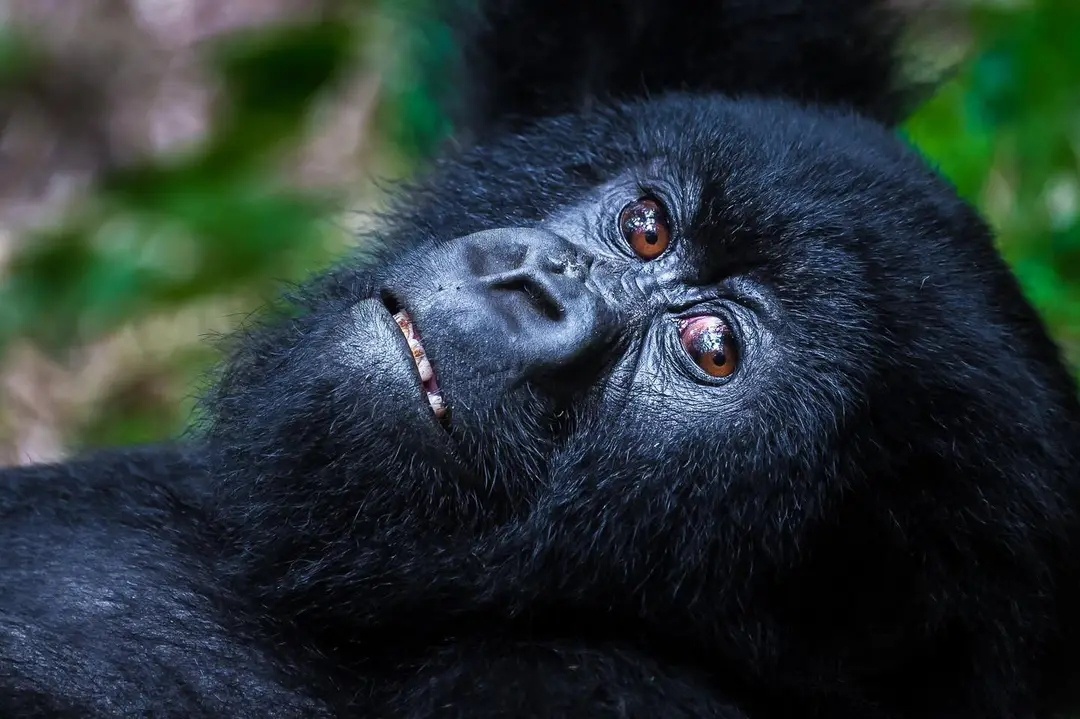 tourhub | Birchill Expeditions | Gorillas and Chimpanzee Tracking Adventure 