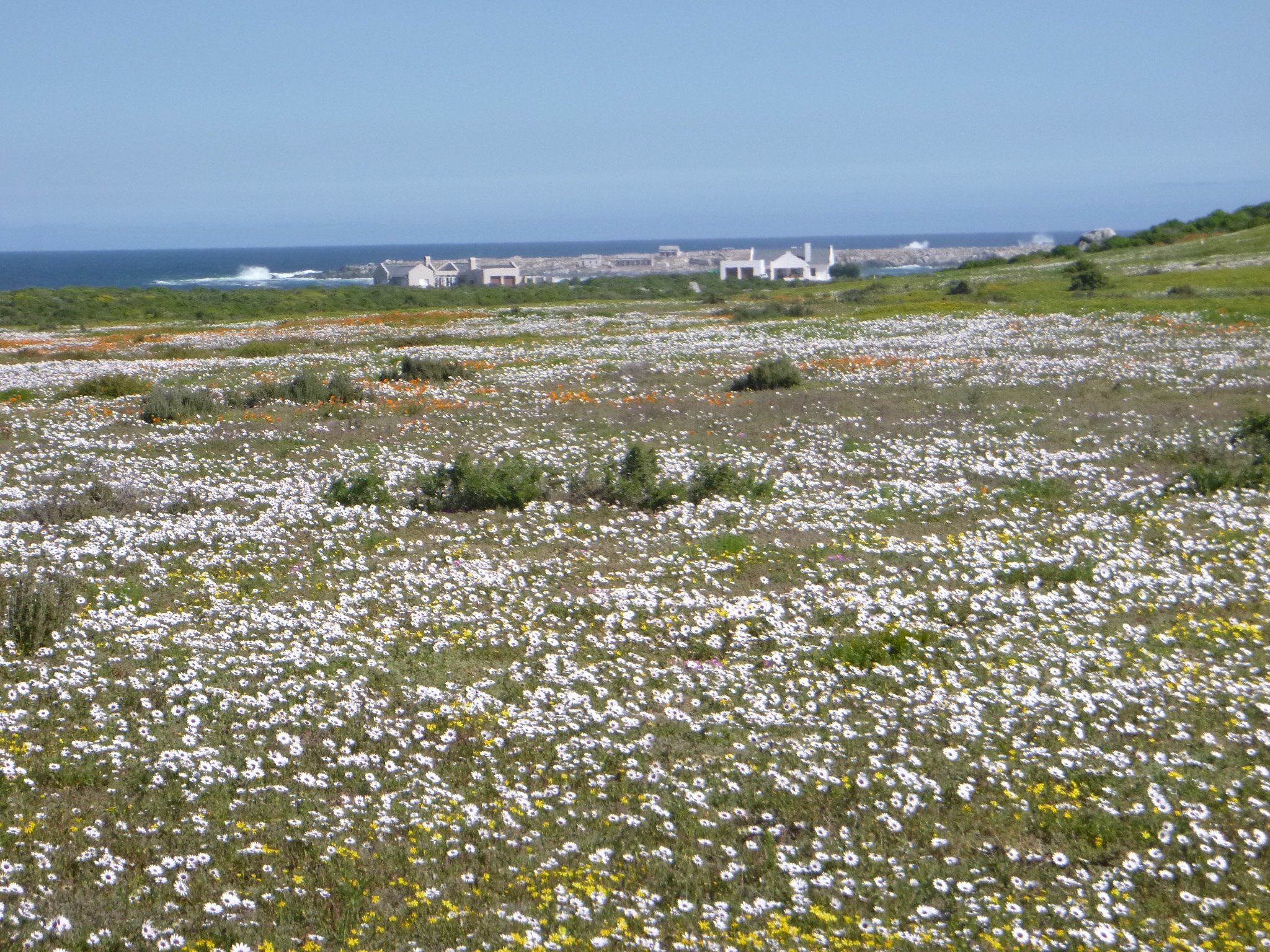 tourhub | HoneyBadger Travel & Tours | South Africa Flower Safari Namaqualand & West Coast 