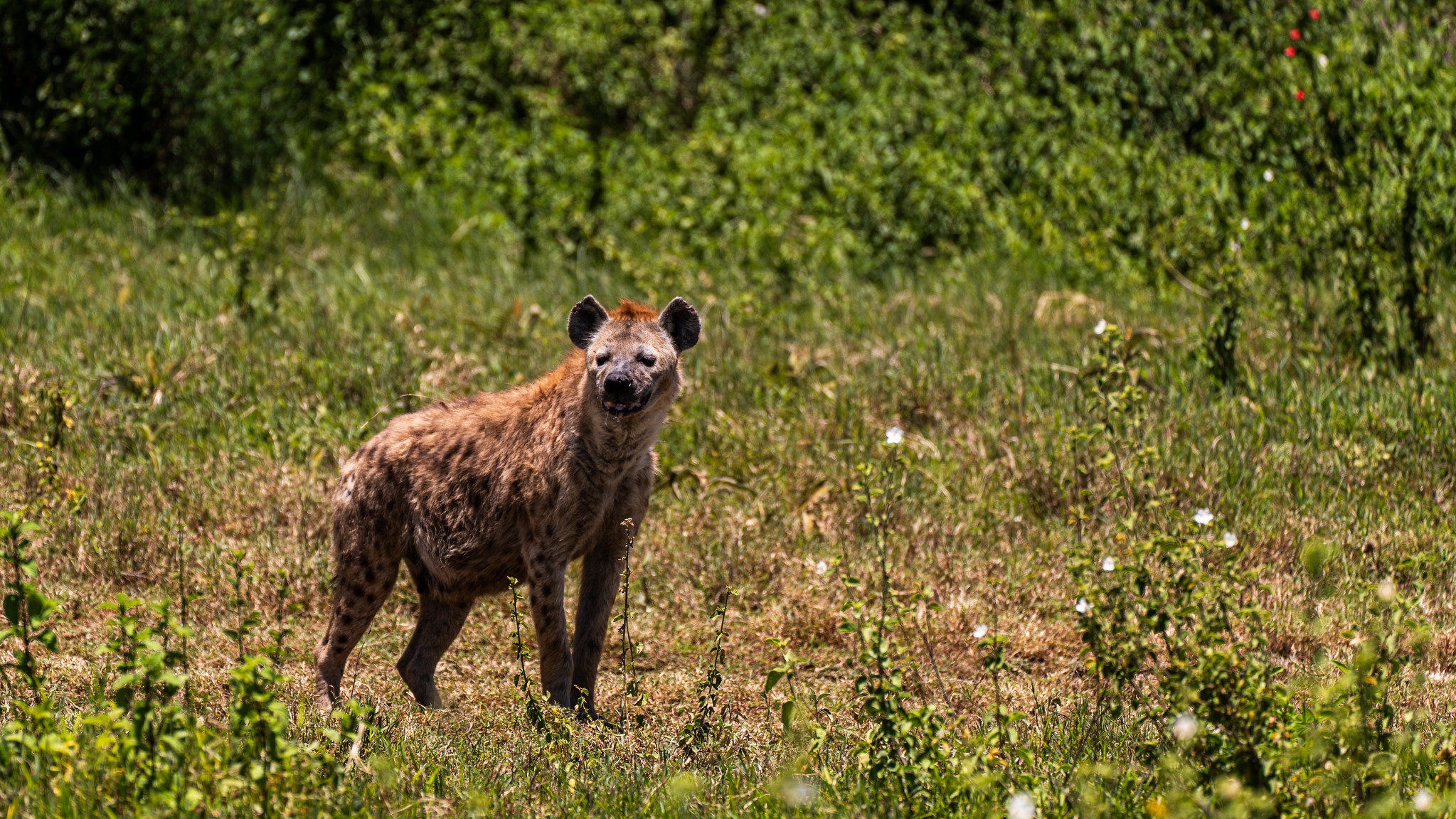 tourhub | Beach and Safari Holidays | Savannah to Crater: Serengeti and Ngorongoro 