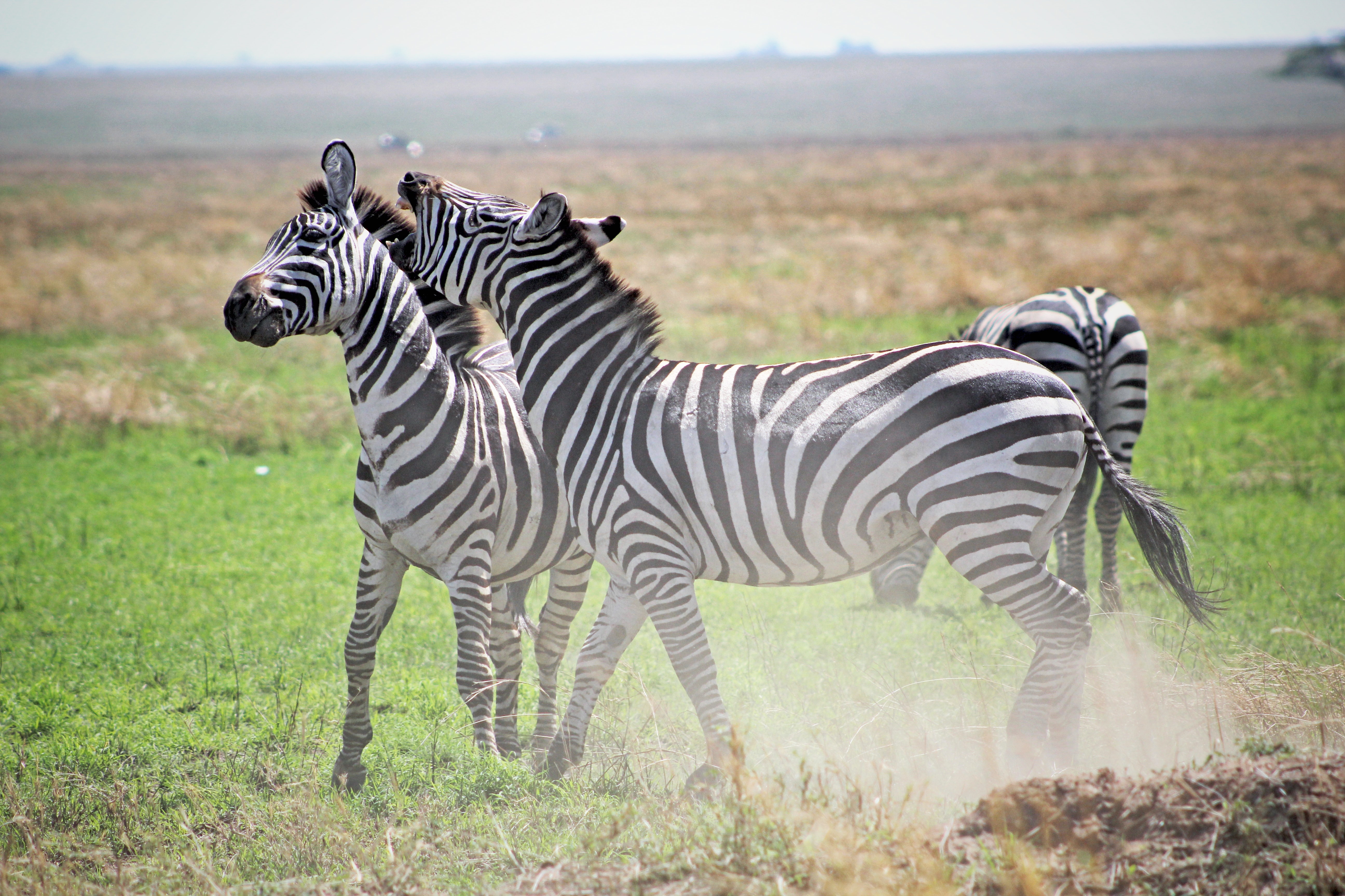 Serengeti Migration