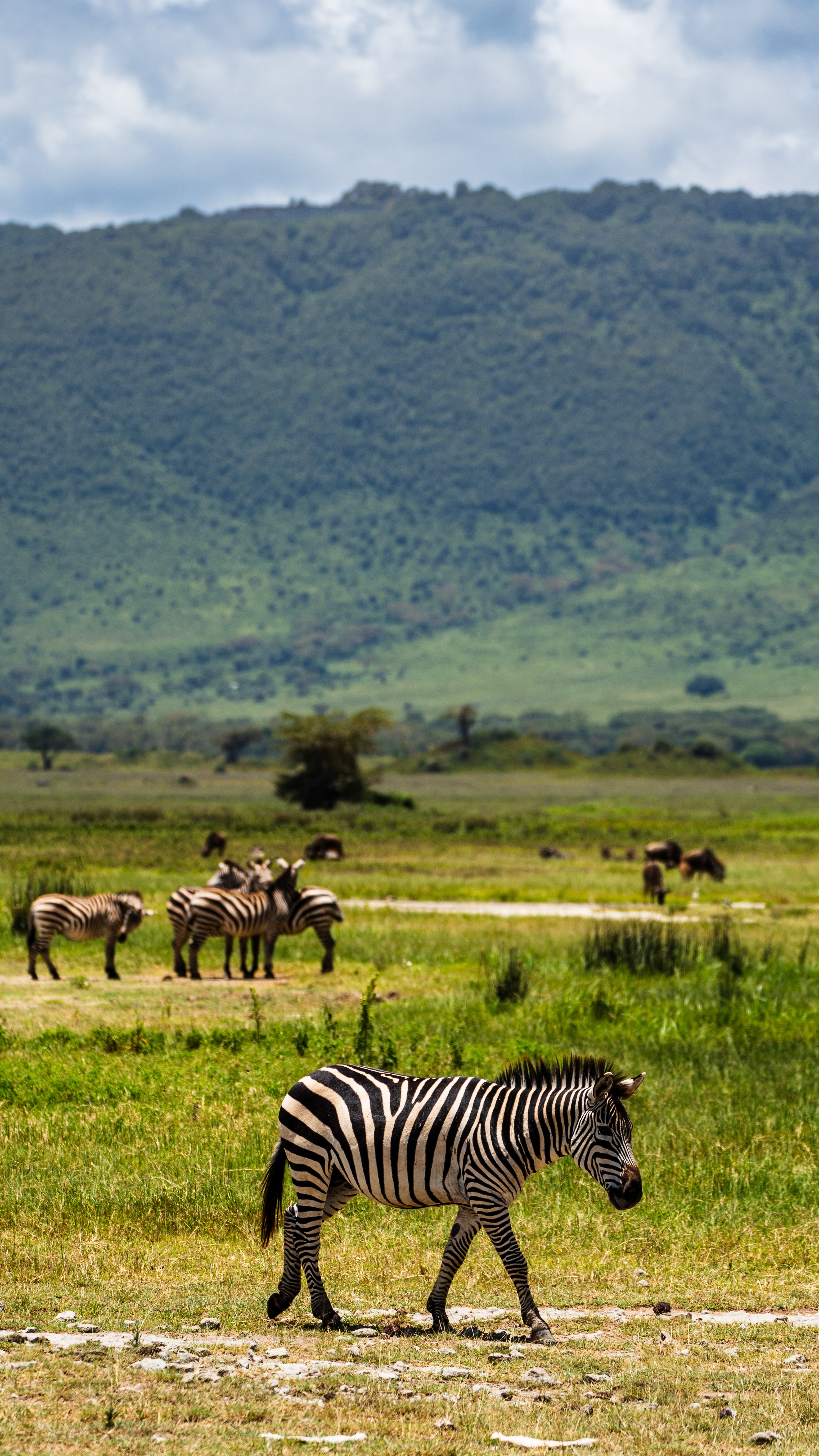 tourhub | Beach and Safari Holidays | A Journey Through The Ngorongoro Crater and Serengeti National Park 