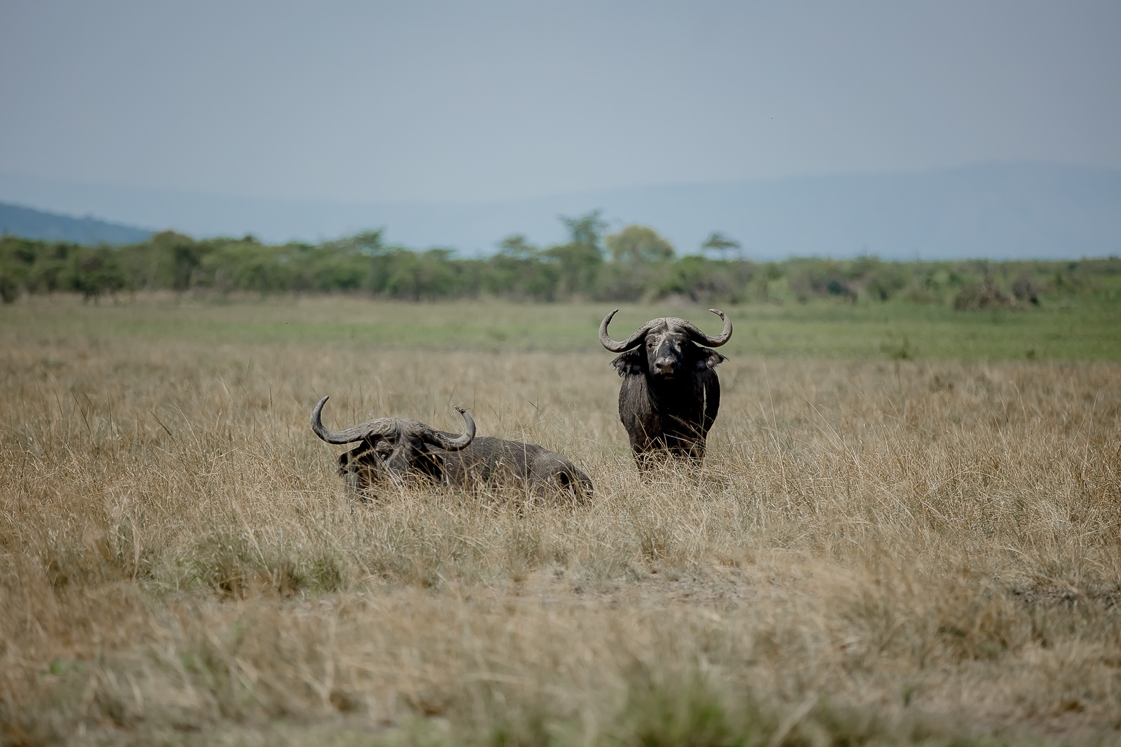 tourhub | Kawira Safaris Ltd | 8 Days Uganda Cultural, Gorilla and Wildlife Safari 