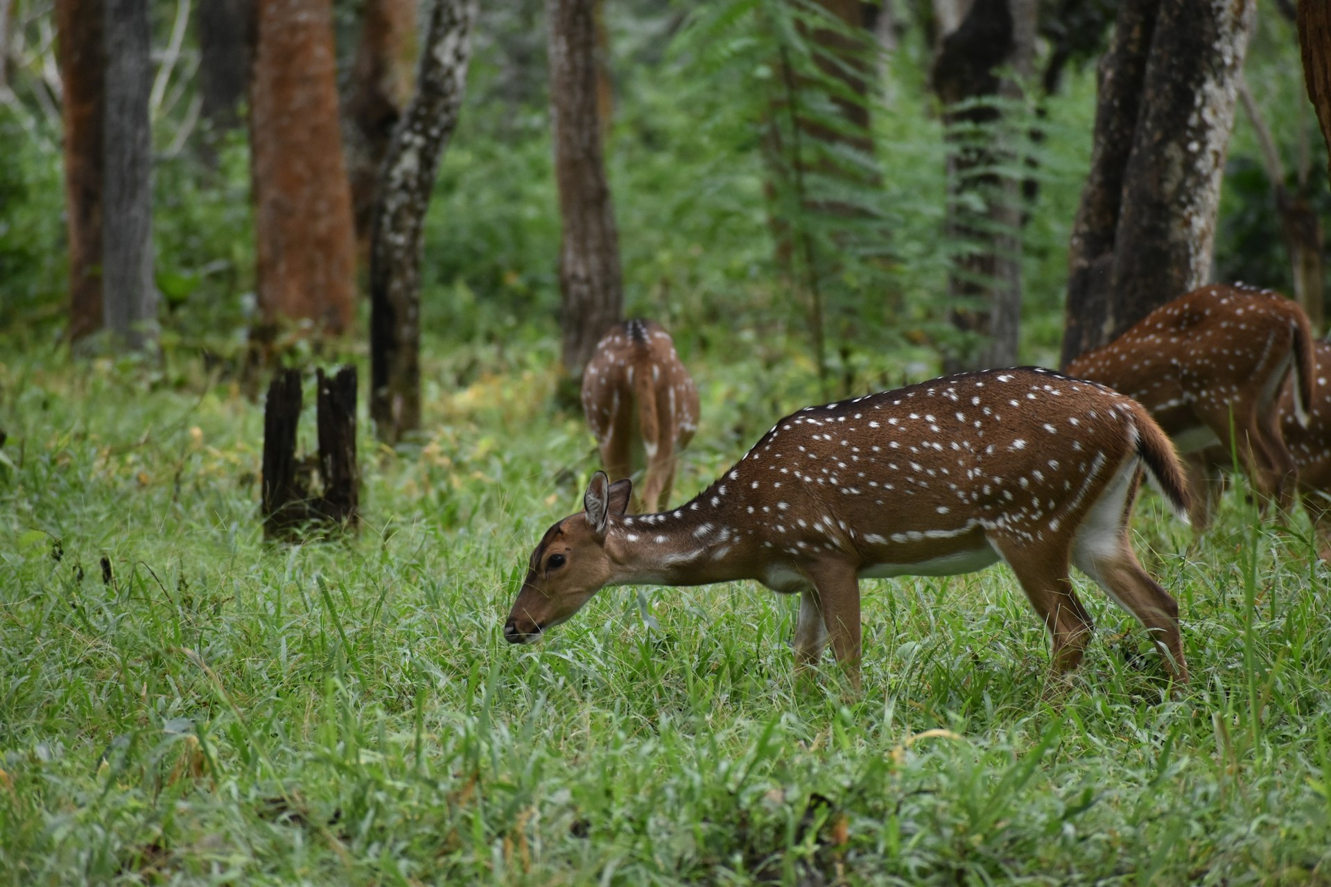 tourhub | Go Book Tours | Bandipur National Park Tour with Wayanad 