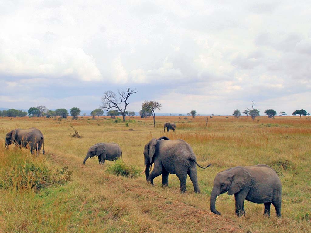 tourhub | Serengeti Access Safaris | 3 Days Selous Game Reserve from Dar es Salaam 