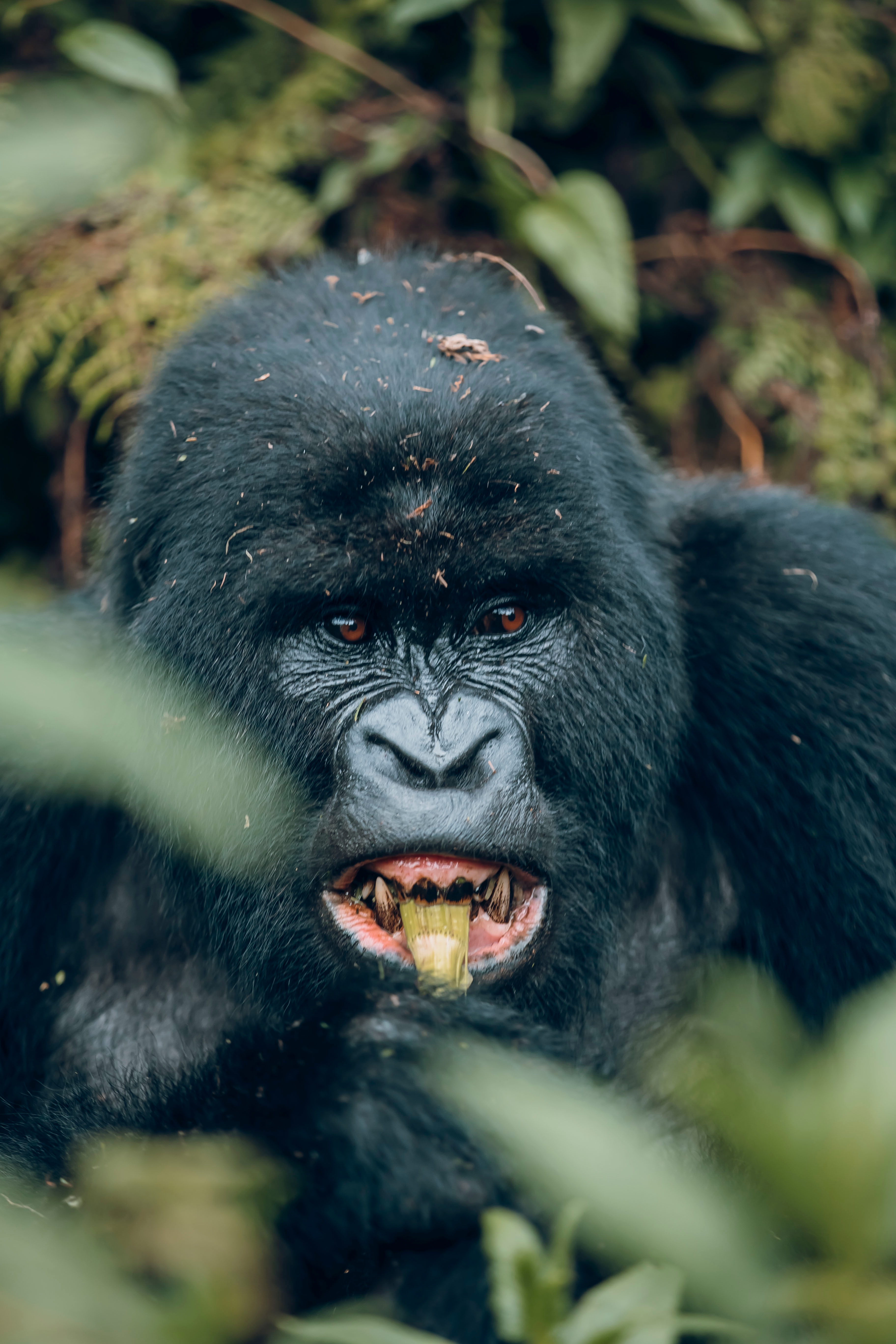 tourhub | Kawira Safaris Ltd | 2 Day Rwanda Gorilla Trekking Tour 