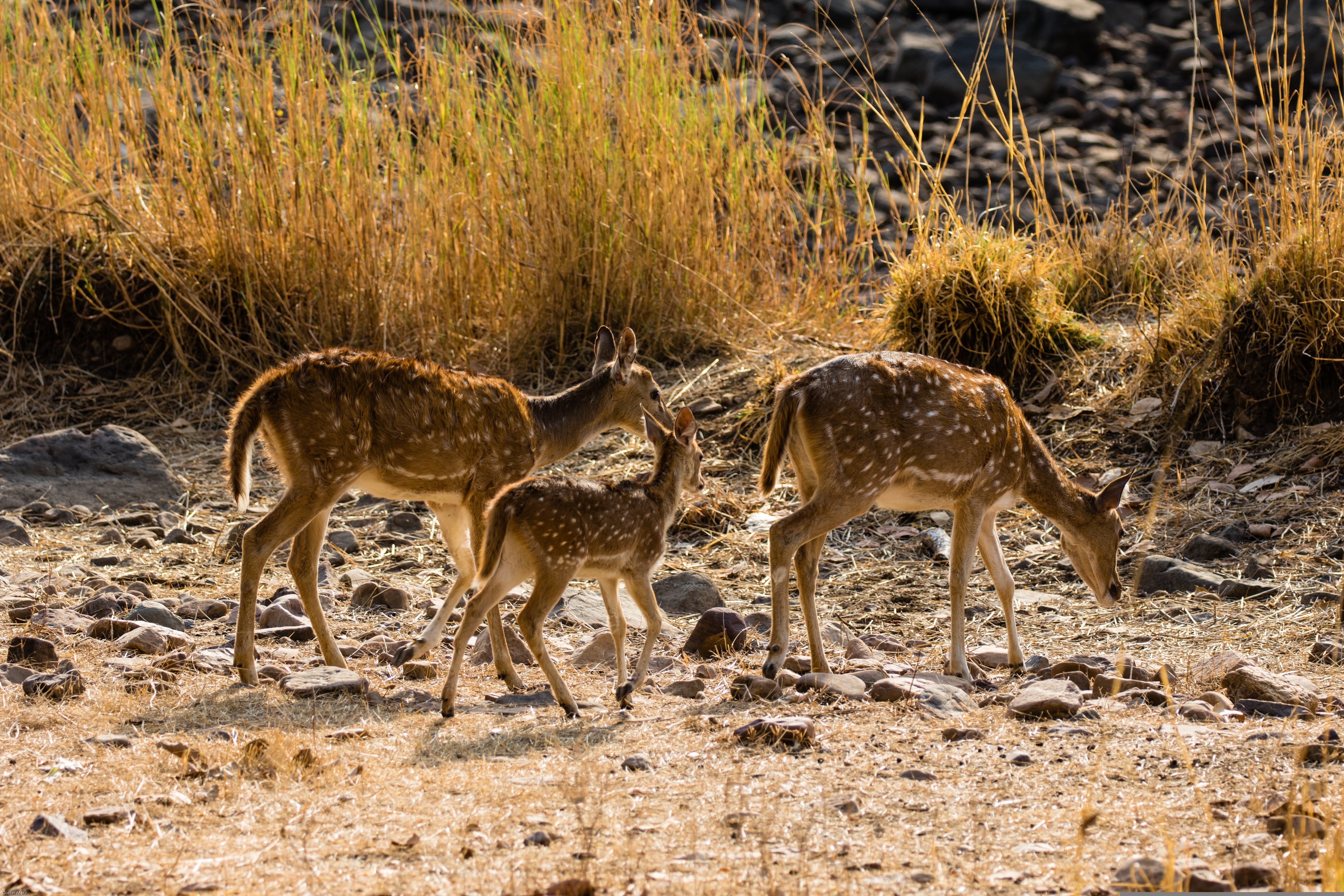 tourhub | The Voyages India | From Cochin: 2-Day  Thekkady and Periyar Wildlife sanctuary with Jeep Safari 