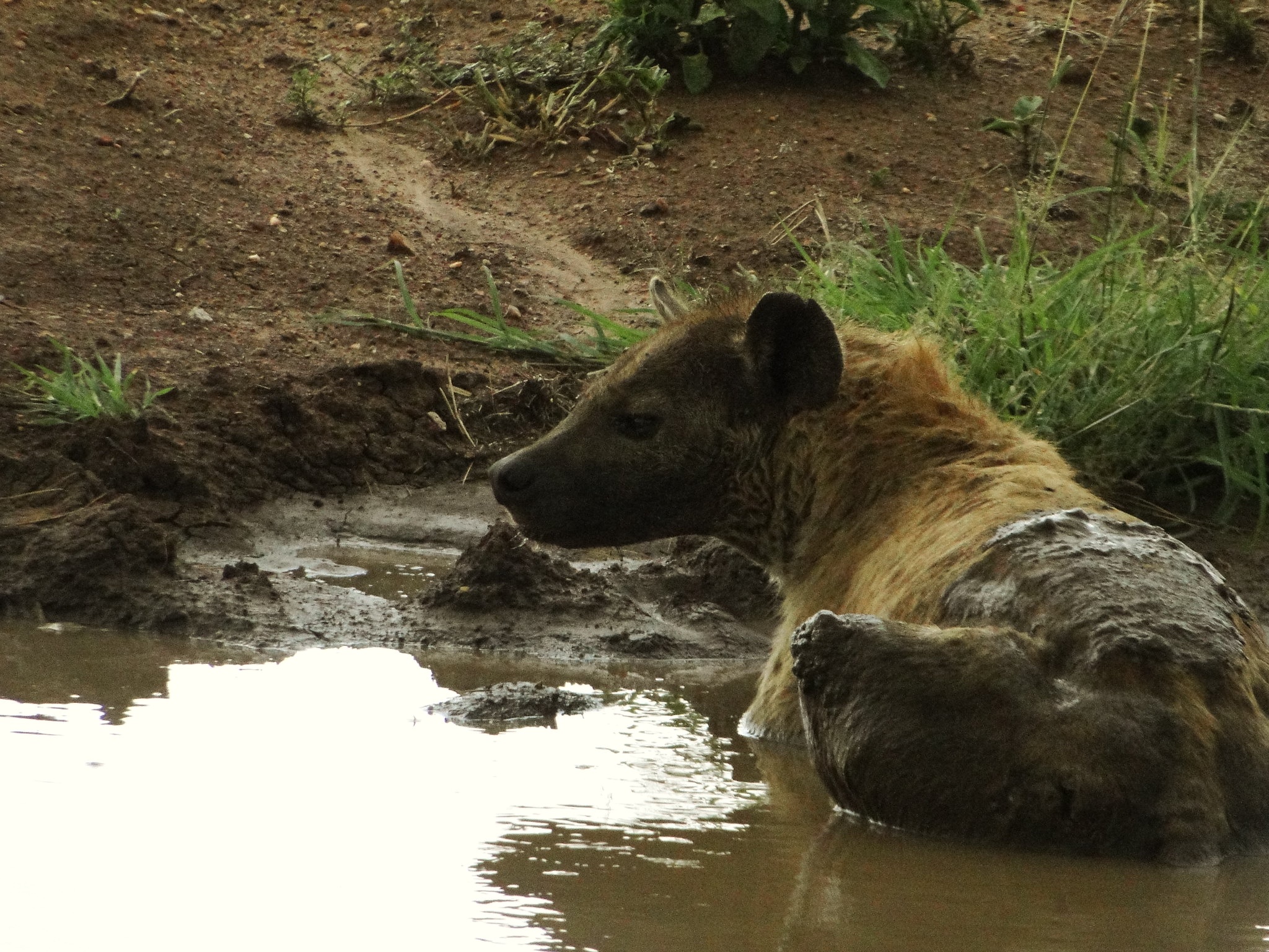 tourhub | Beach and Safari Holidays | A 3-Day Safari Expedition through Tanzania 