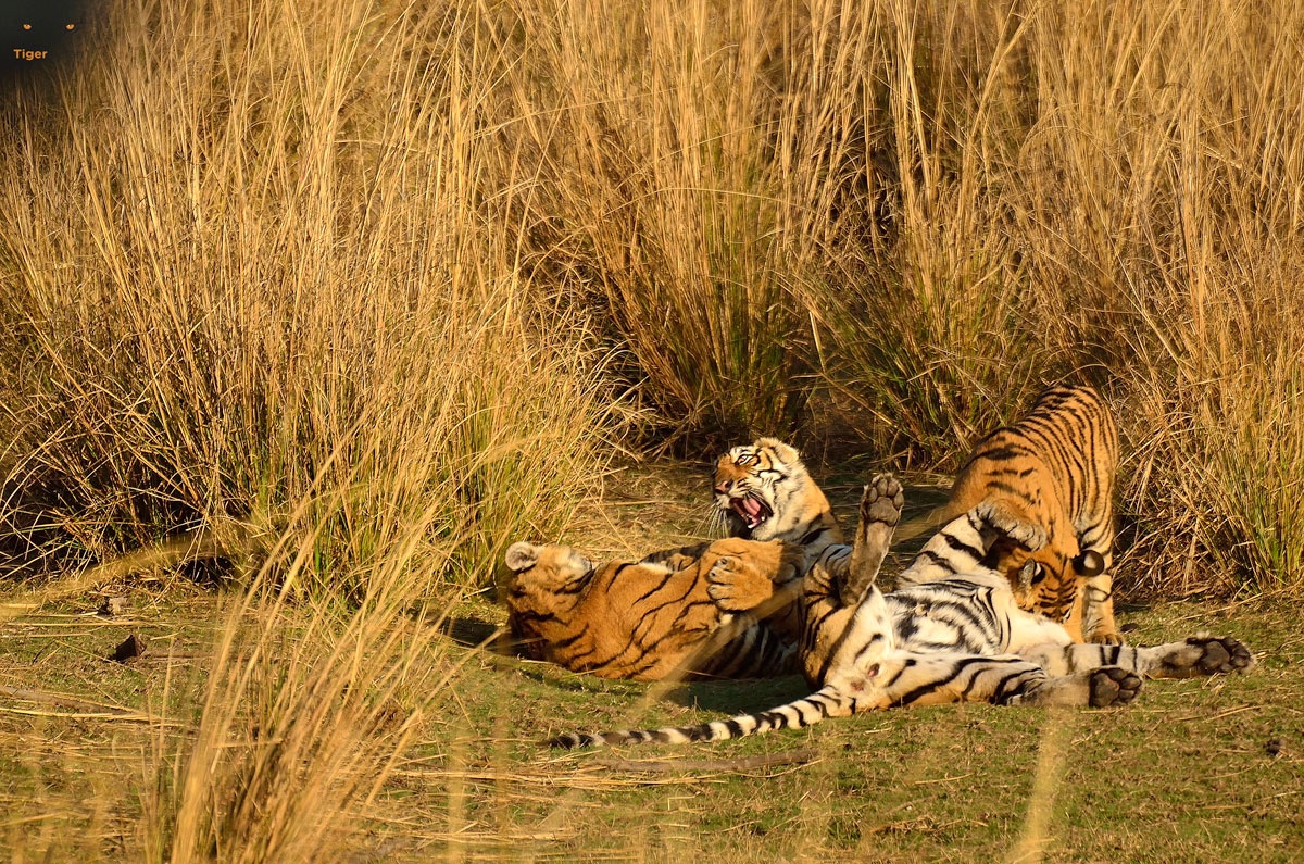 tourhub | Panda Experiences | Tour of North India 