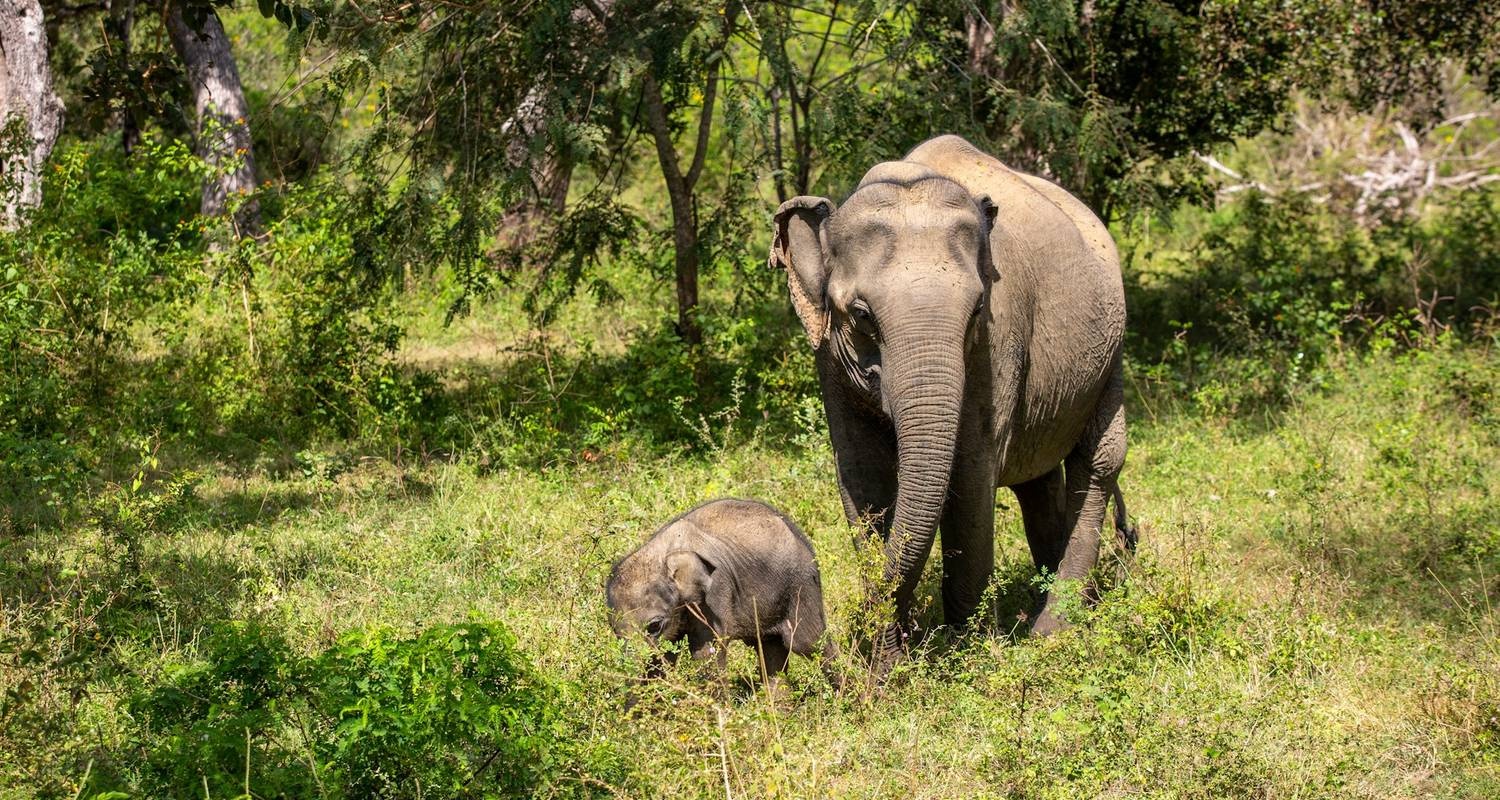 tourhub | Go Book Tours | Best of India & Sri Lanka Wildlife Photography Tour 