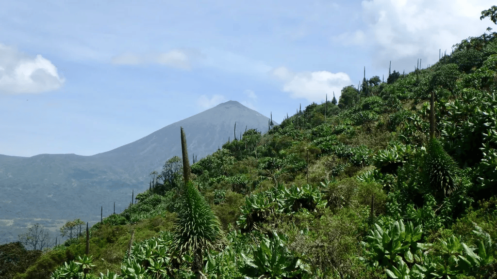 tourhub | Kingfisher Journeys | 3 Days Volcanoes & Lake Kivu Adventures 