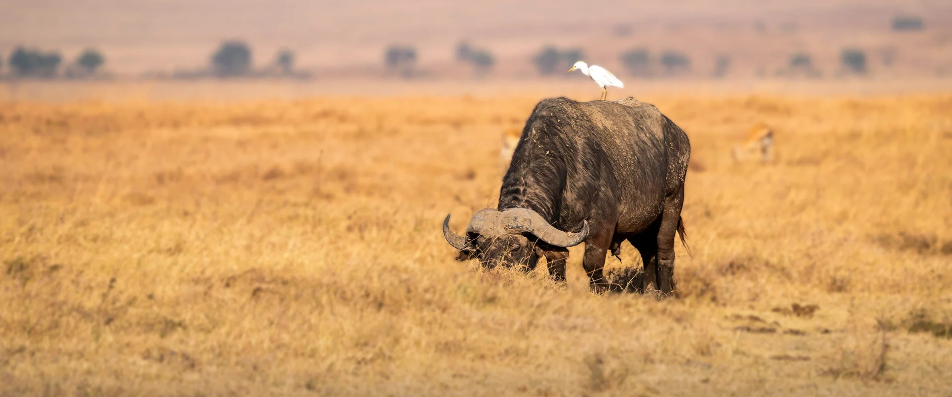 tourhub | Mbega African Safaris | 3-Days Tanzania Safari, Tarangire, Ngorongoro, Lake Manyara 