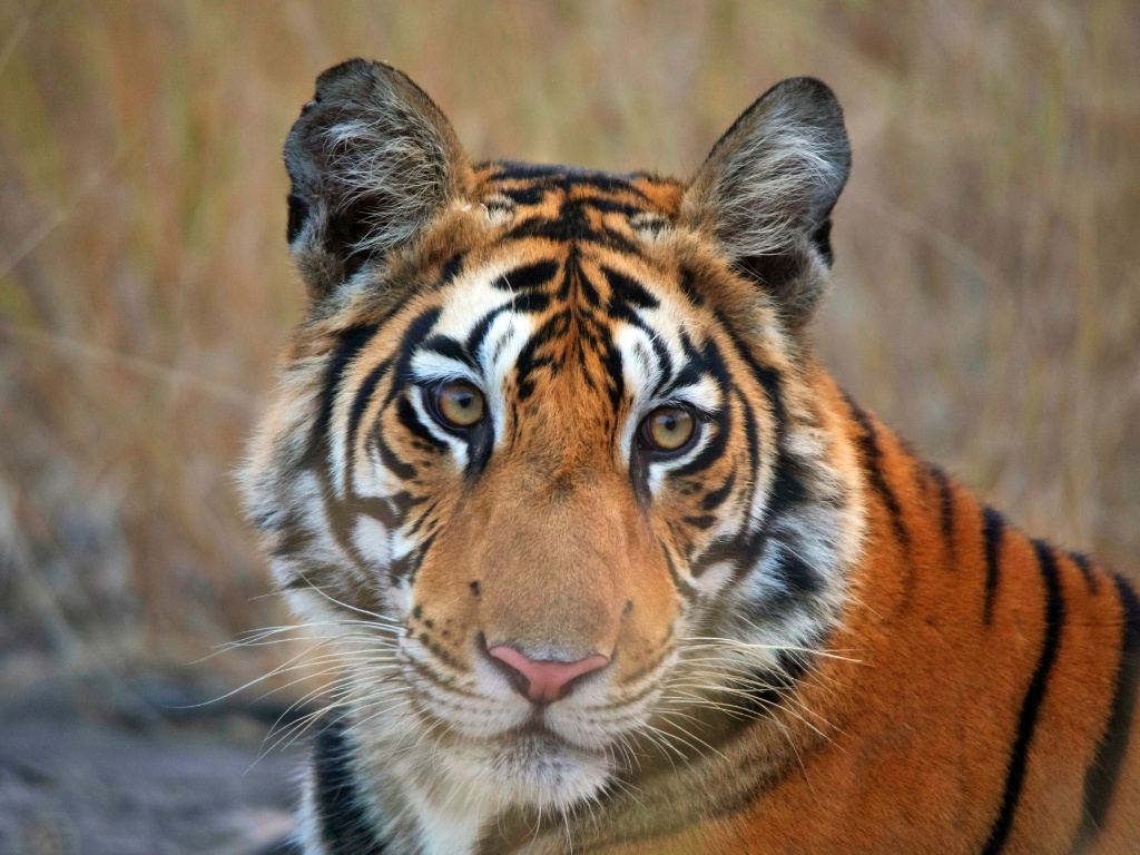 tourhub | Taj Voyages Tours | 1N/2D Ranthambore Wildlife Safari 