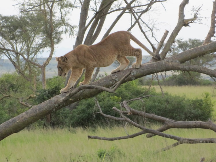 tourhub | Motor Trails | 15 Days Uganda Rwanda Safari Guided Motorcycle Tour 