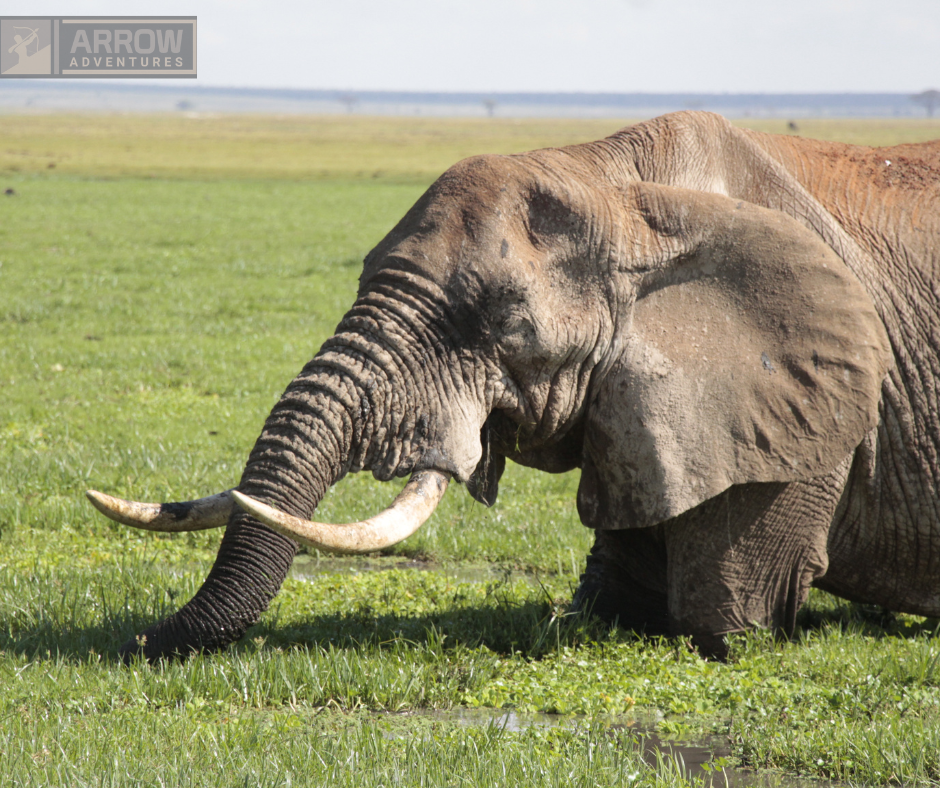 tourhub | Arrow Adventures Kenya | 8 Days Elephant Trails Safari 