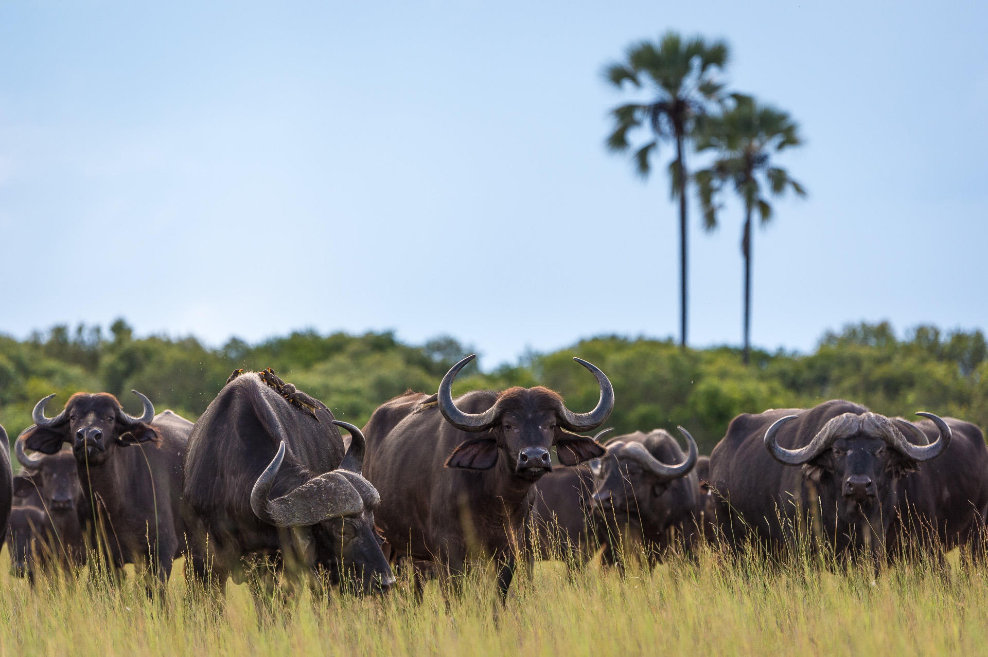 tourhub | Leviva Travel and Tours | 7-Day Tanzania Wildebeest Migration Safari Experience 