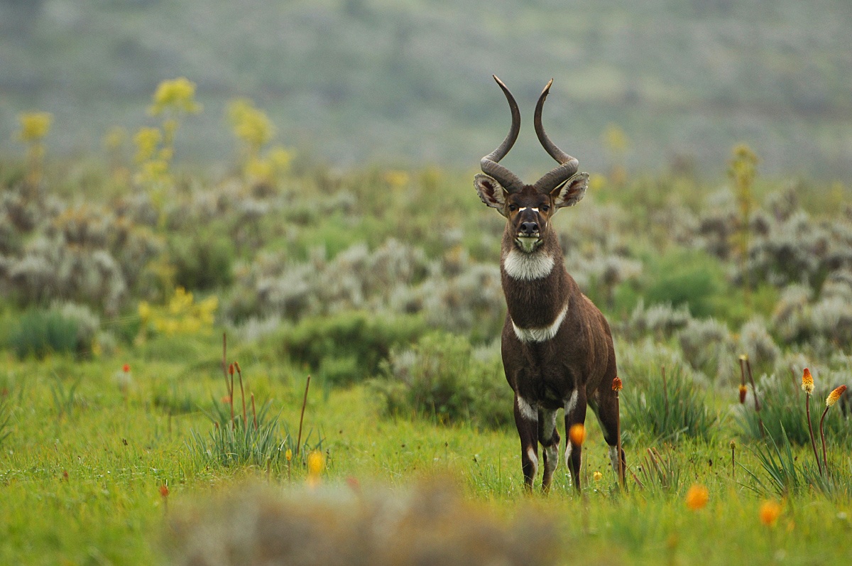 tourhub | Armaye Ethiopia Tours | Ethiopian Unique Wildlife  Safari 