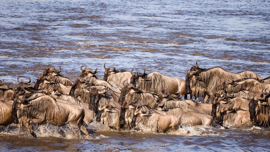 tourhub | Widerange African Safaris | 5-Day Classic Serengeti Migration Mara River Crossing 