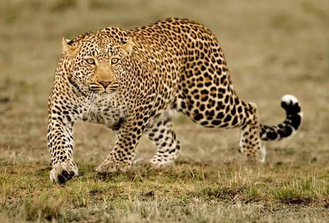 tourhub | Jossec Tours and Safaris | 4 Days Masai Mara & Lake Nakuru Tour. 