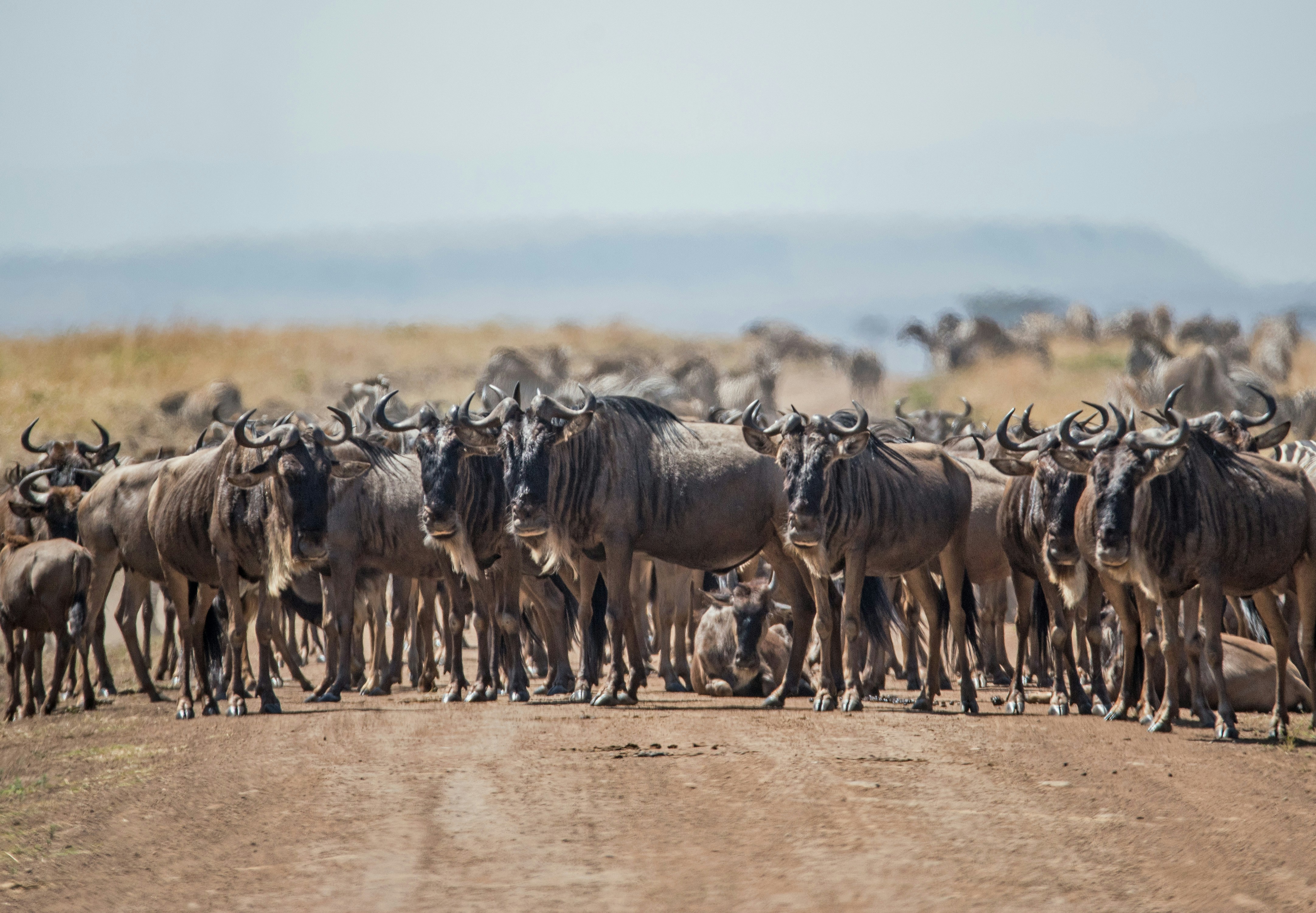 tourhub | Indogusto | Kenya | From Wildlife Wonders to Sandy Shores 