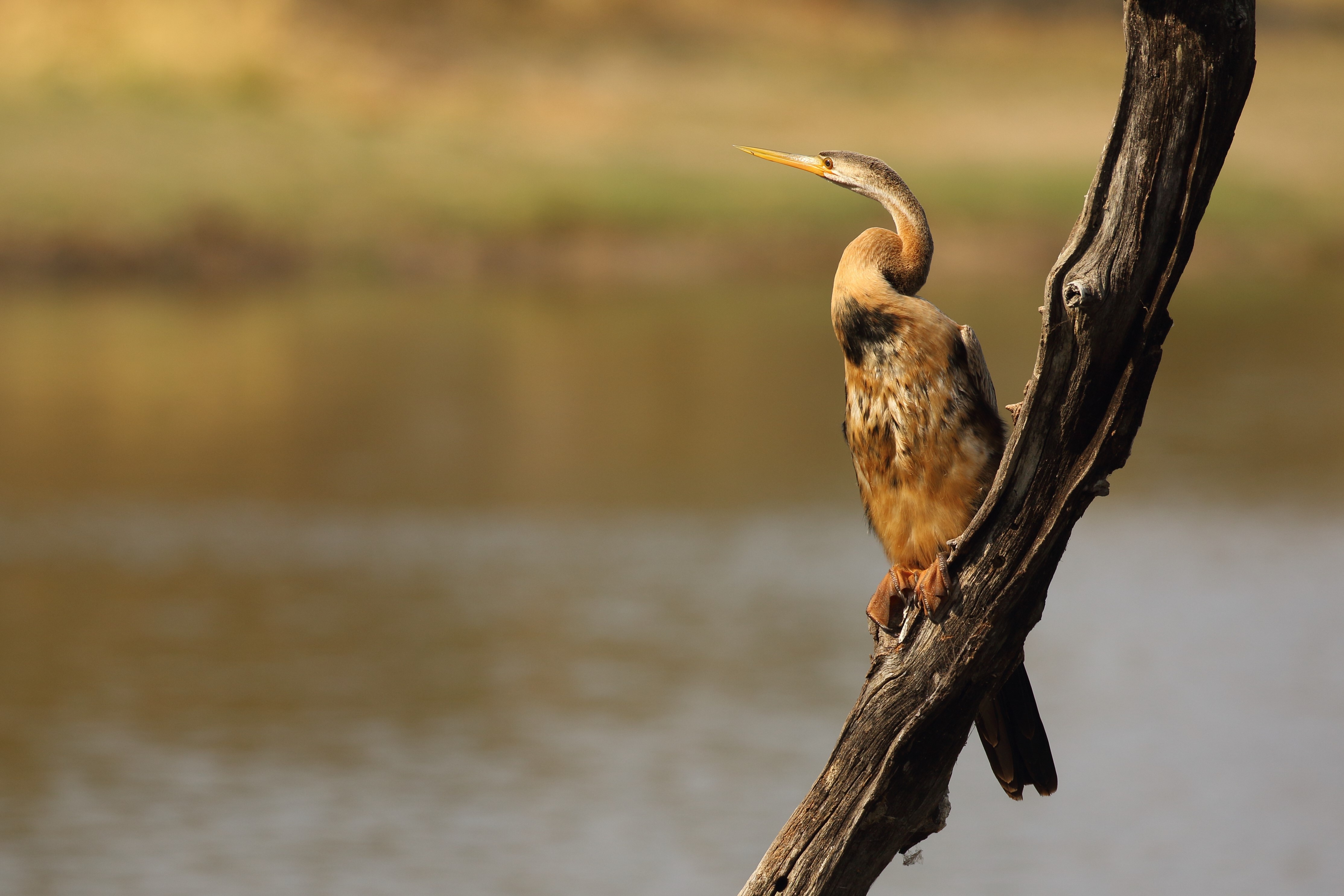 tourhub | Wildlife Dreams | Bird Watching in Kruger (Dates upon request) | Birdwatchingoct