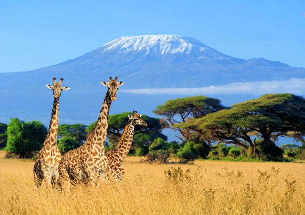 tourhub | Kilimanjaro Habitat Safaris | 6 Days Kilimanjaro Climb Marangu Route 