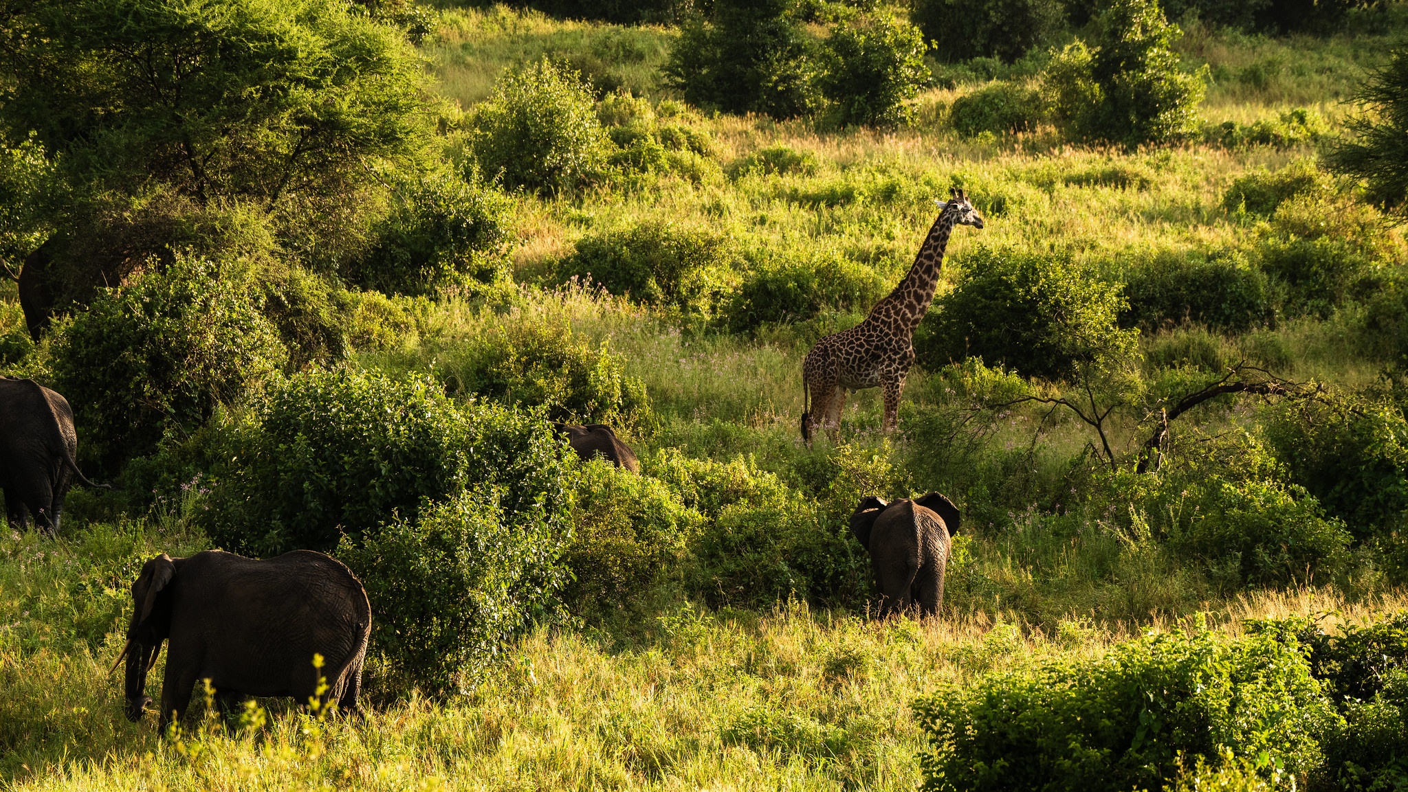 tourhub | Beach and Safari Holidays | Tanzanian Safari: In the Footsteps of Wildlife 