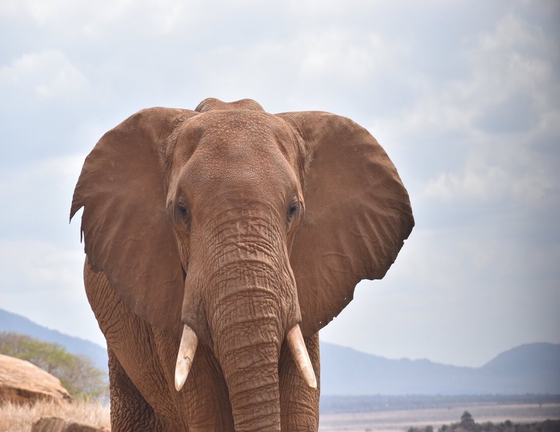 tourhub | Arrow Adventures Kenya | 8 Days Elephant Trails Safari 