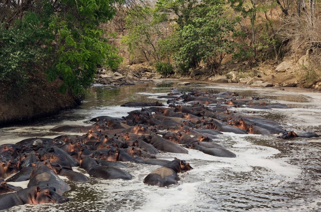 tourhub | Serengeti Access Safaris | 3 Days Selous Game Reserve from Dar es Salaam 