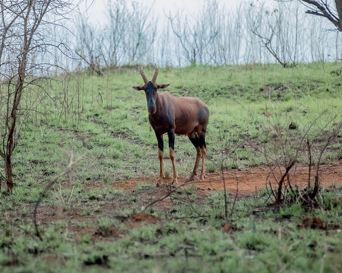 tourhub | Kawira Safaris Ltd | 8 Days Uganda Cultural, Gorilla and Wildlife Safari 