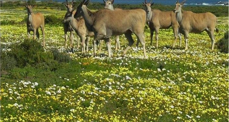 tourhub | HoneyBadger Travel & Tours | South Africa Flower Safari Namaqualand & West Coast 