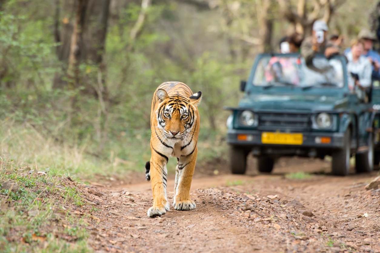 tourhub | Panda Experiences | Wildlife Tour With Jaipur 