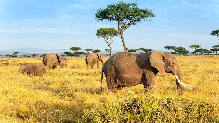 tourhub | Royal Private Safaris | 6 DAYS KENYA SAFARI - MASAI MARA – LAKE NAKURU 