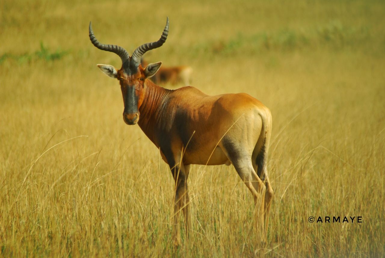 tourhub | Armaye Ethiopia Tours | Ethiopian Unique Wildlife  Safari 