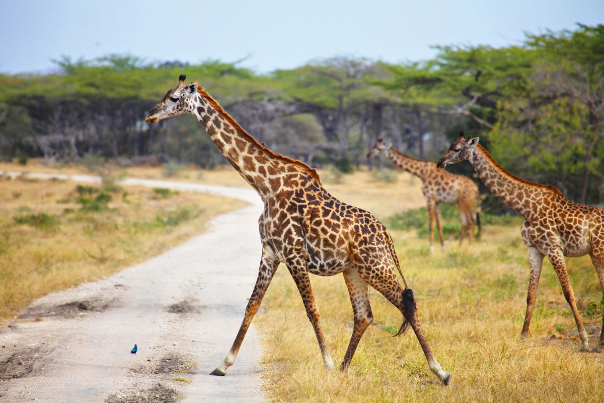 tourhub | Serengeti Access Safaris | 3 Days Selous Game Reserve from Dar es Salaam 