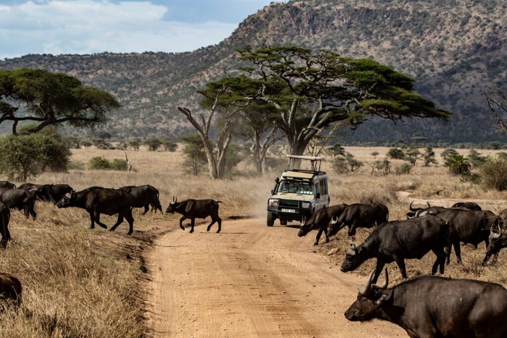 tourhub | Wildlife Dreams | Call Of The Masai Mara | Masai Mara Mar