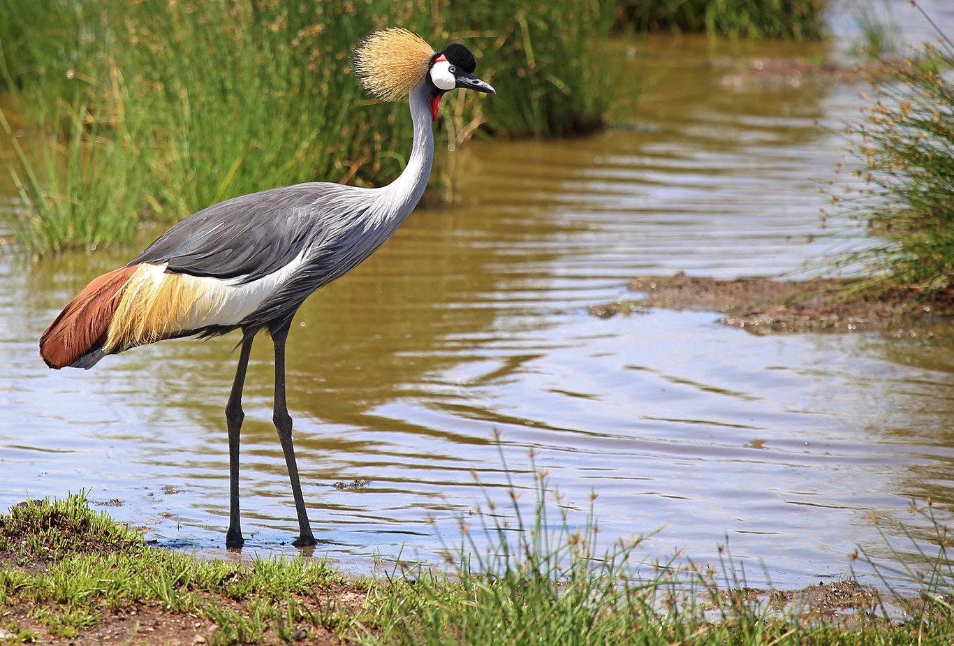 tourhub | Beach and Safari Holidays | From Arusha: 2-Day Tarangire and Ngorongoro Crater Safari 