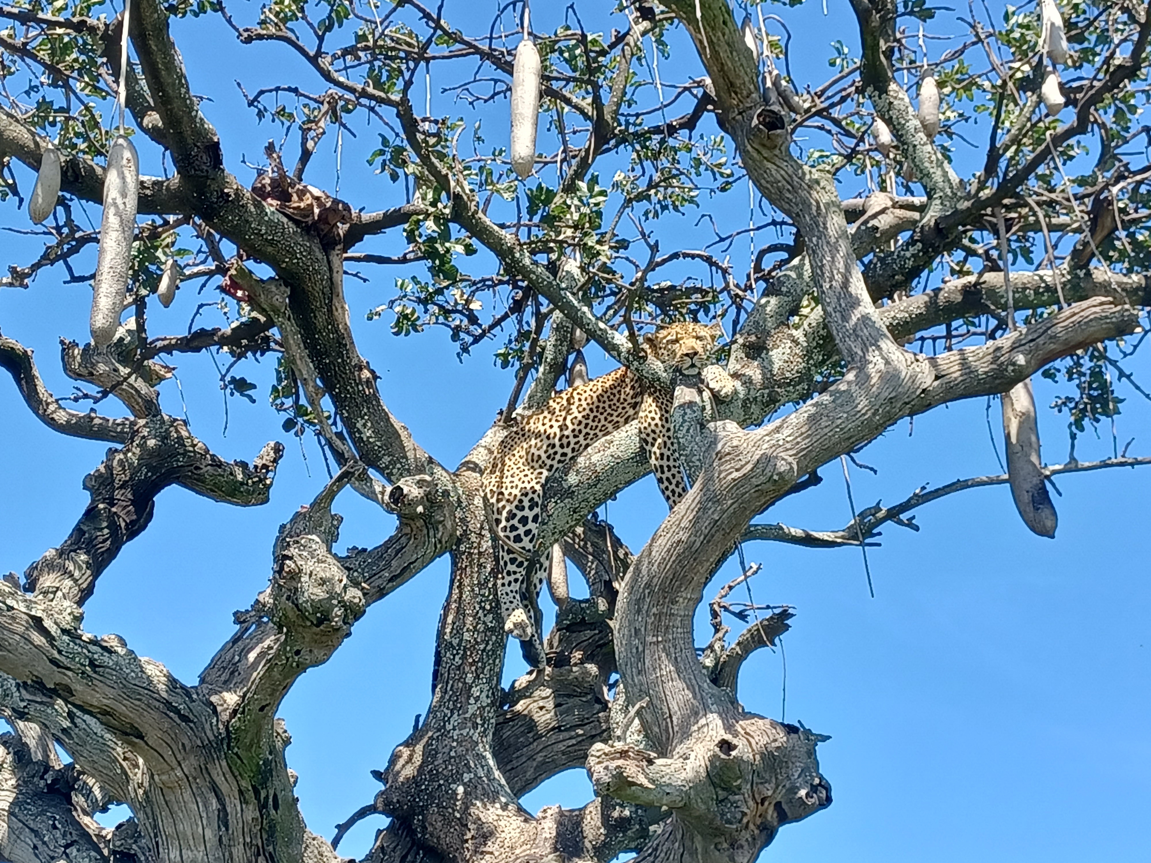 tourhub | Serengeti Access Safaris | 2 Days Tarangire and Ngorongoro Crater Exploration 