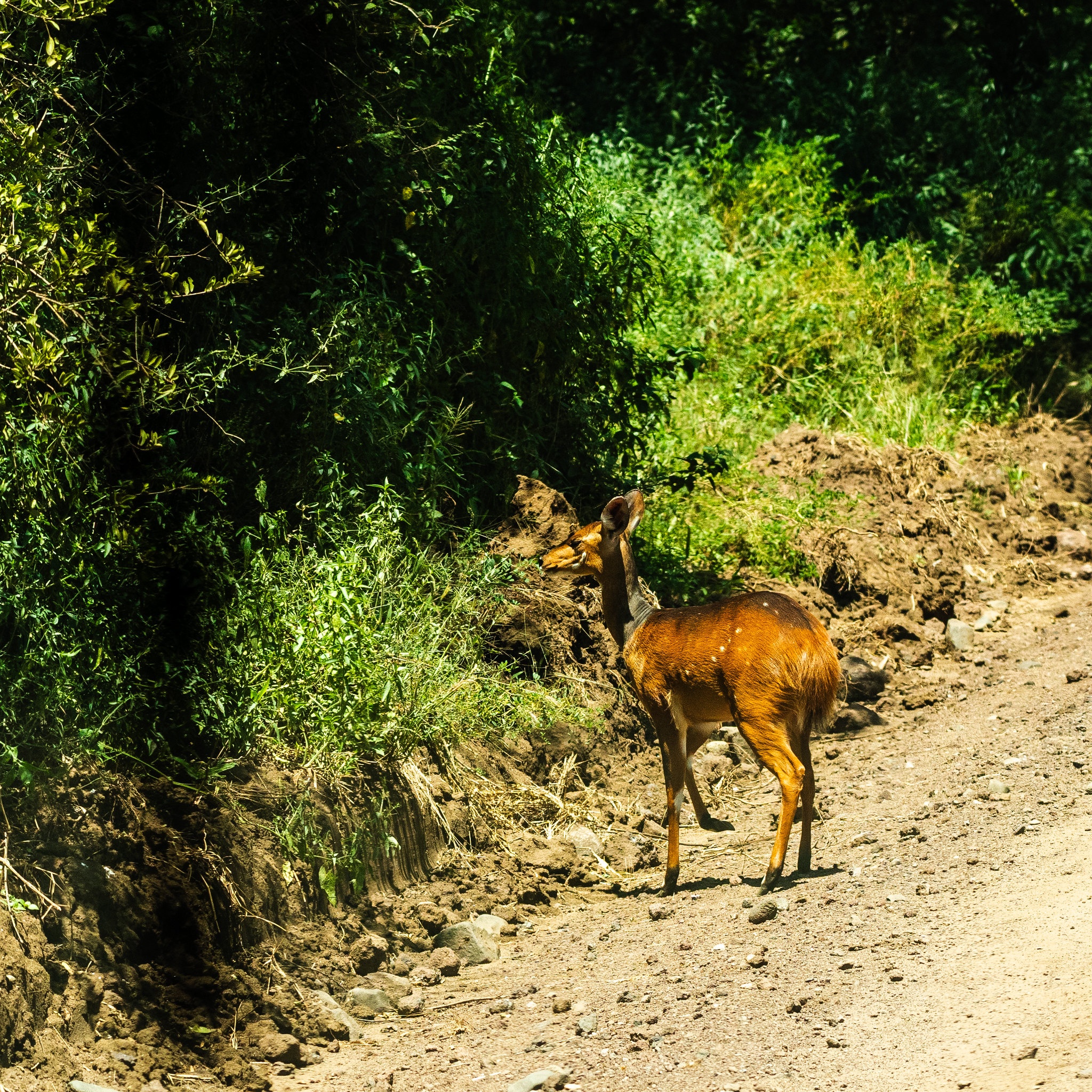 tourhub | Beach and Safari Holidays | National Parks and Natural Marvels 