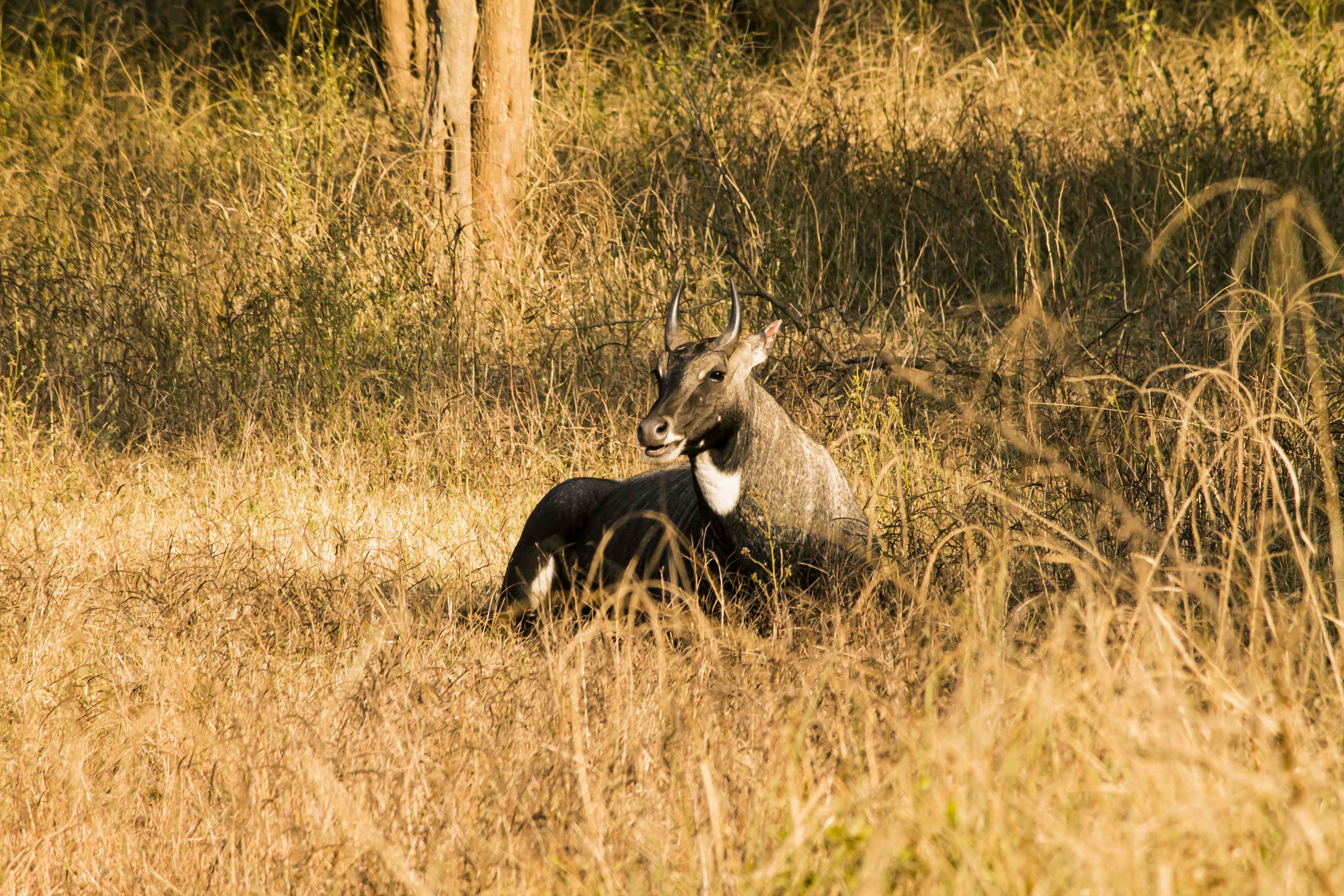 tourhub | UncleSam Holidays | Trip To Rajasthan From Delhi 