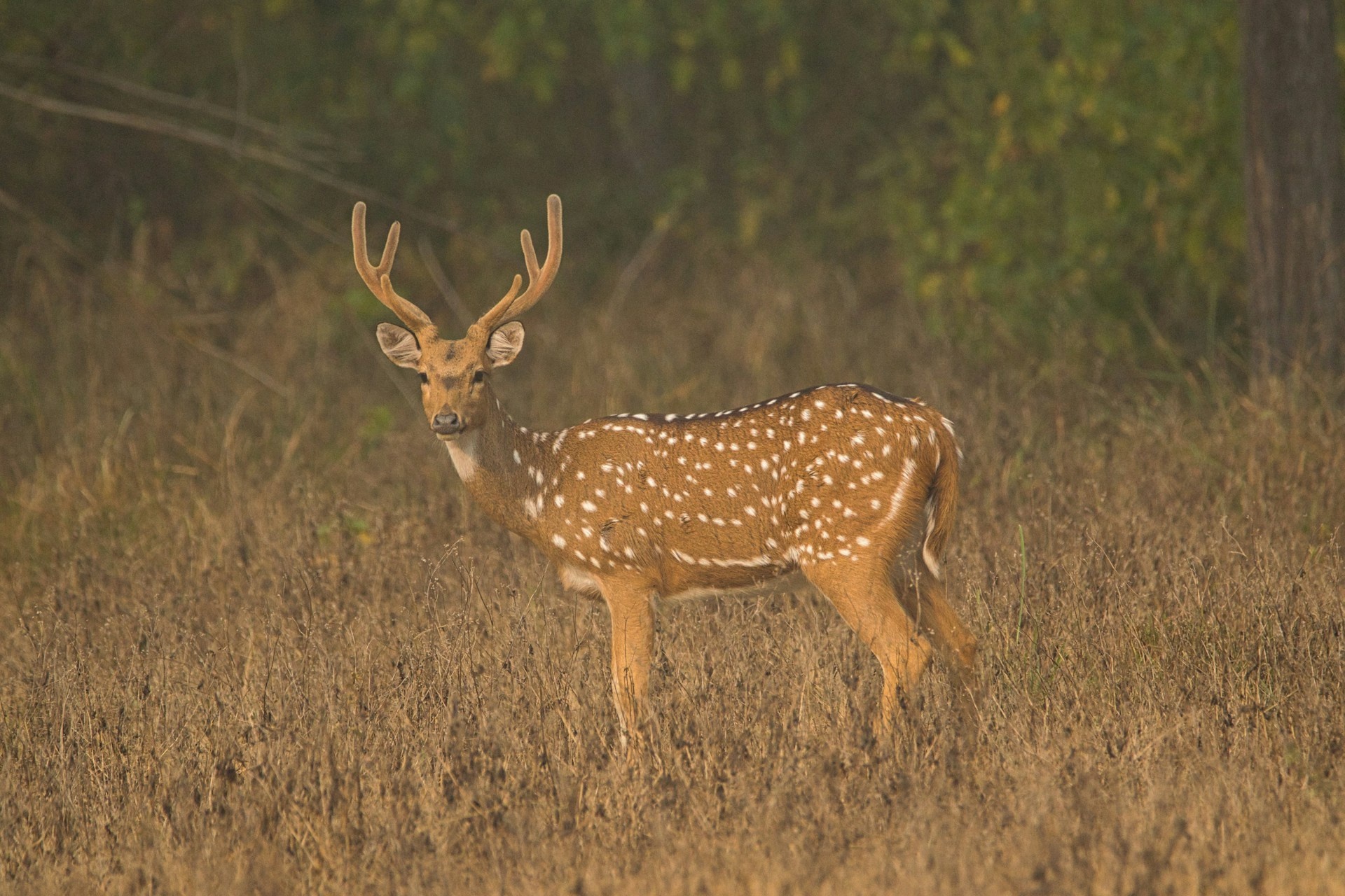 tourhub | Go Book Tours | Central India Wildlife Tour 