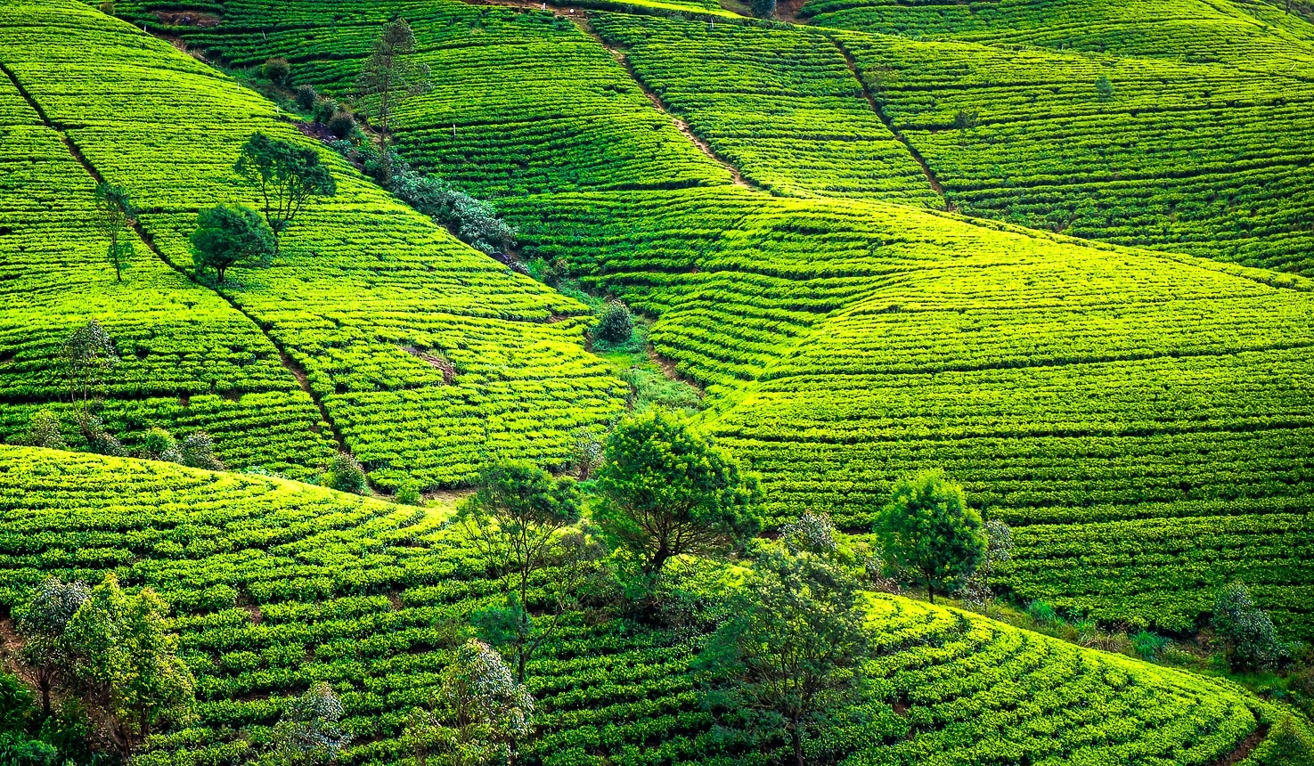 tourhub | Explore Vacations | Exclusive Honeymoon Days in Sri Lanka 