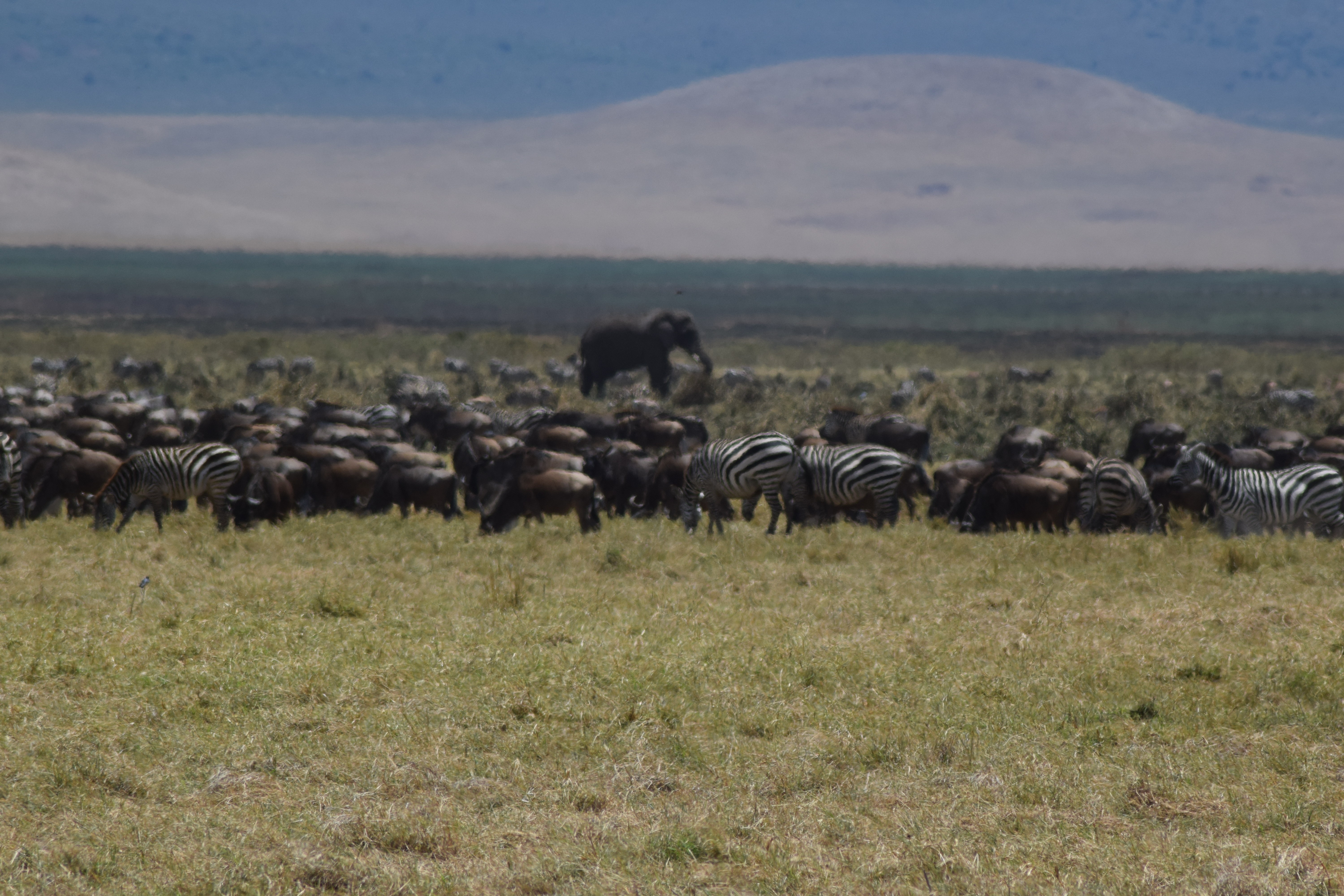 tourhub | Widerange African Safaris | 7days Tanzania Serengeti Migration 