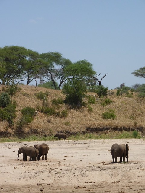 tourhub | Akondo Adventures | 3 Days Tarangire, Lake Manyara and Ngorongoro Safari 