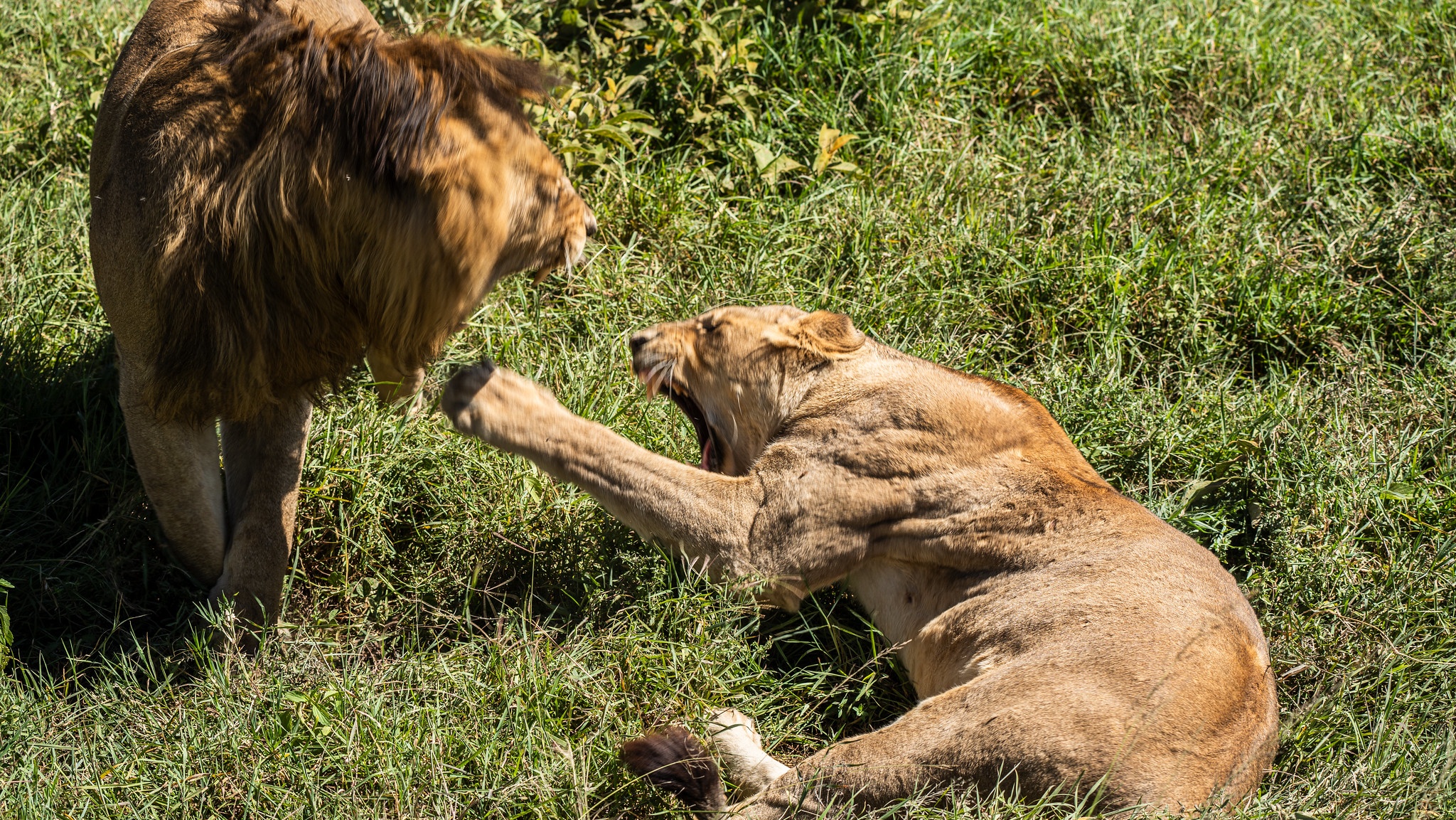 tourhub | Beach and Safari Holidays | A 3-Day Safari Expedition through Tanzania 