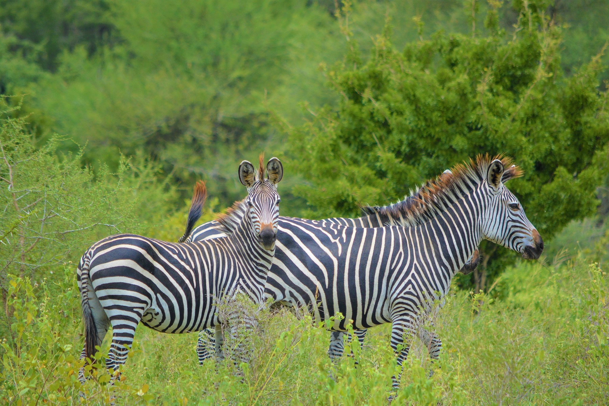 tourhub | Beach and Safari Holidays | Tanzania's Grand 14-Day Safari Expedition 