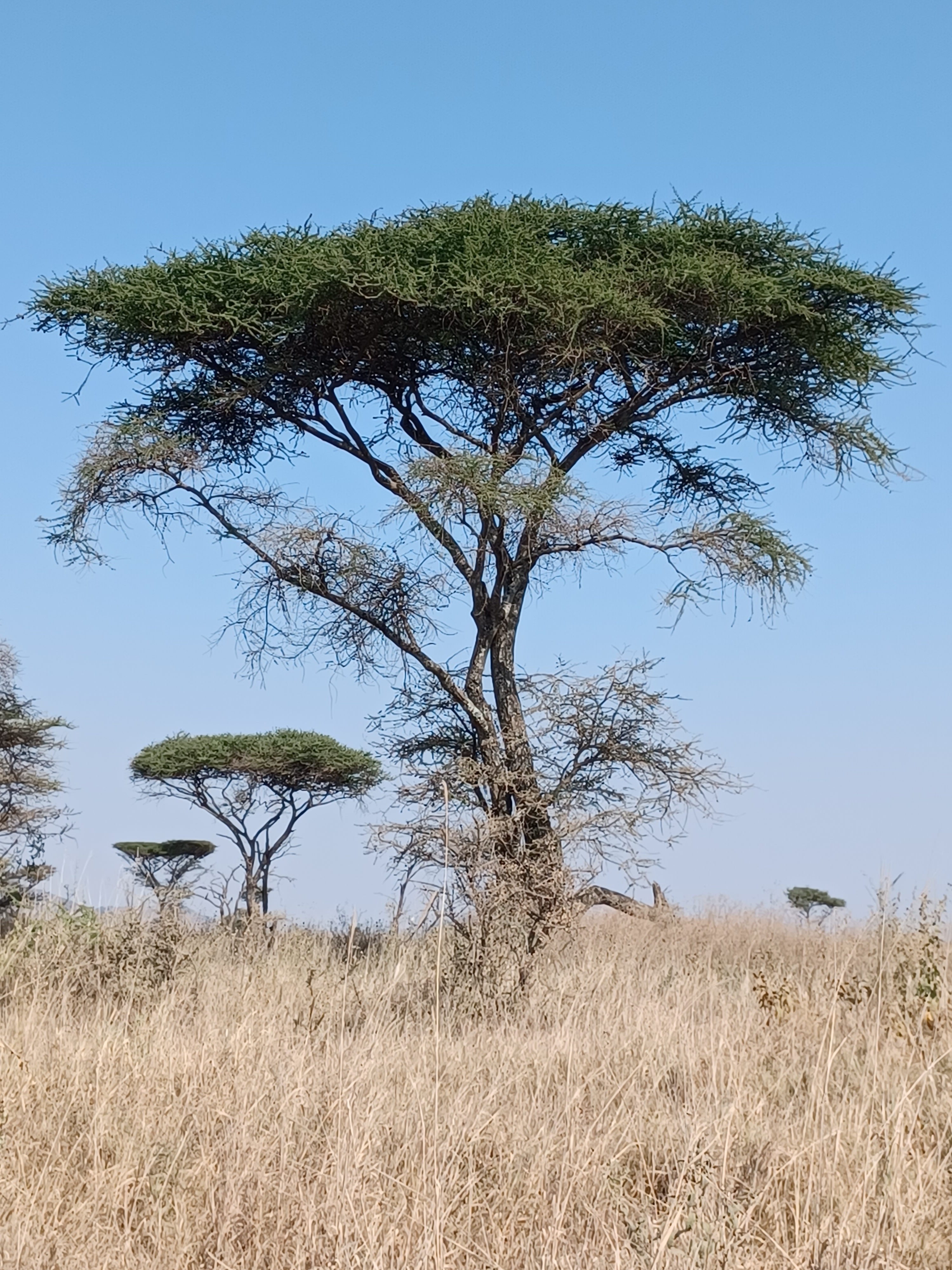 tourhub | Serengeti Access Safaris | 2 Days Tarangire and Ngorongoro Crater Exploration 