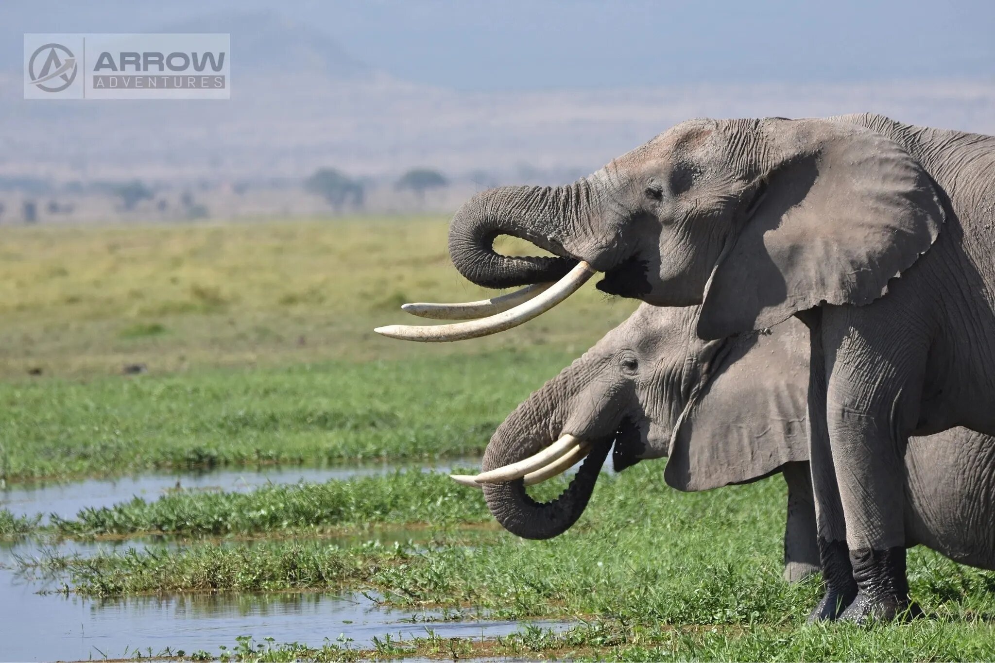 tourhub | Arrow Adventures Kenya | 8 Days Elephant Trails Safari 