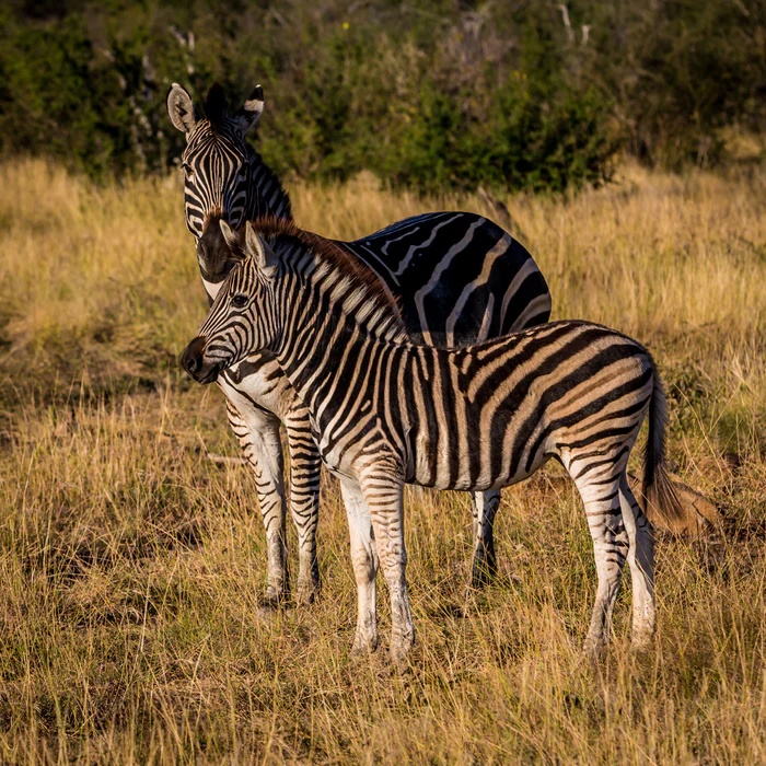 tourhub | Timeline Travel | Madikwe Game Reserve Luxury Tour 