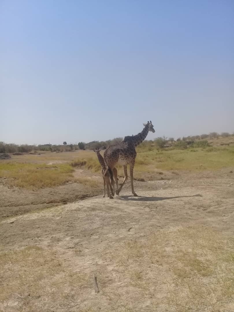 tourhub | Gundua Africa Adventures | 4 Days Joining Camping Safari in Tarangire, Serengeti and Ngorongoro 