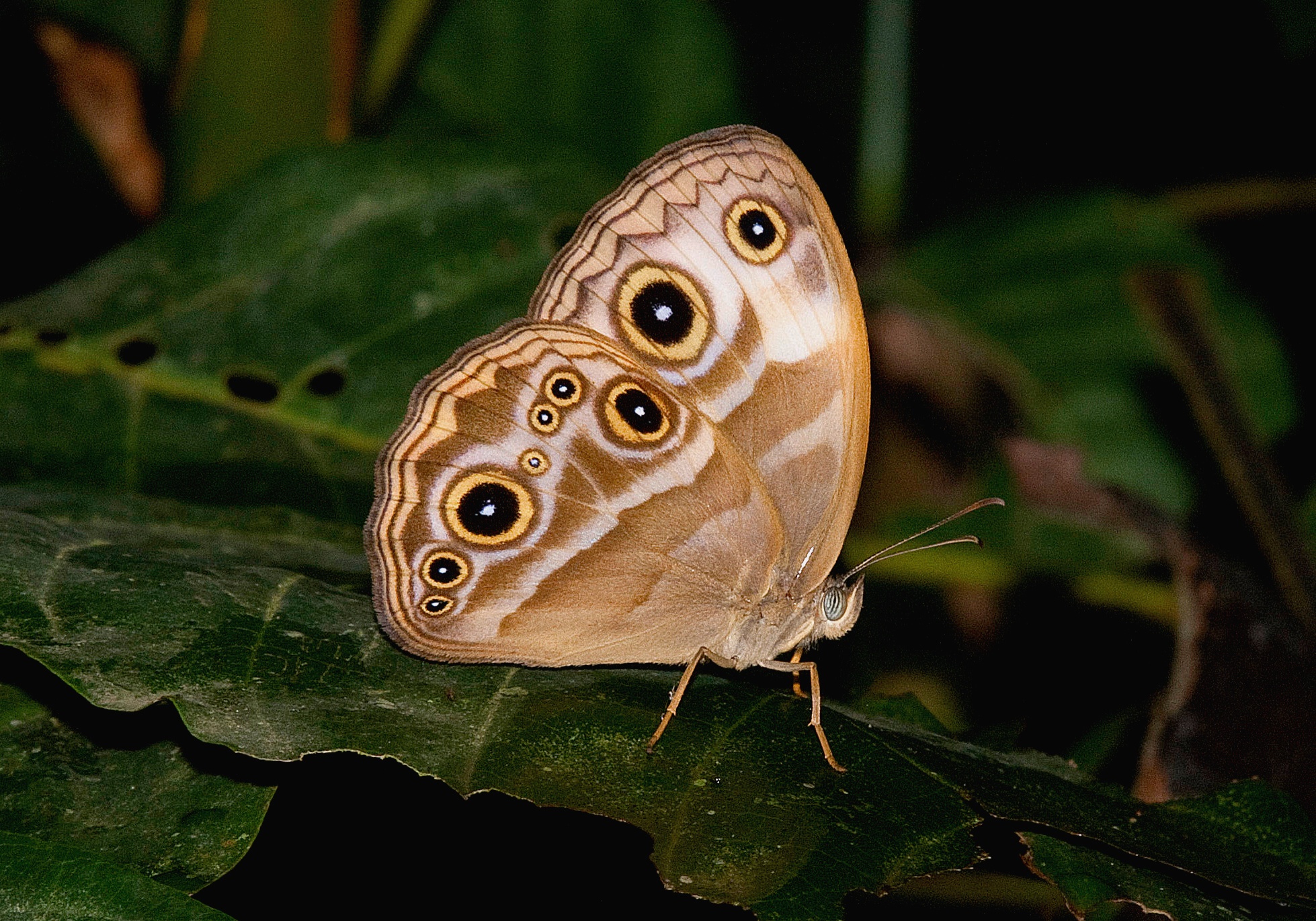 tourhub | Ashanti African Tours | Ghana Butterfly Tour 